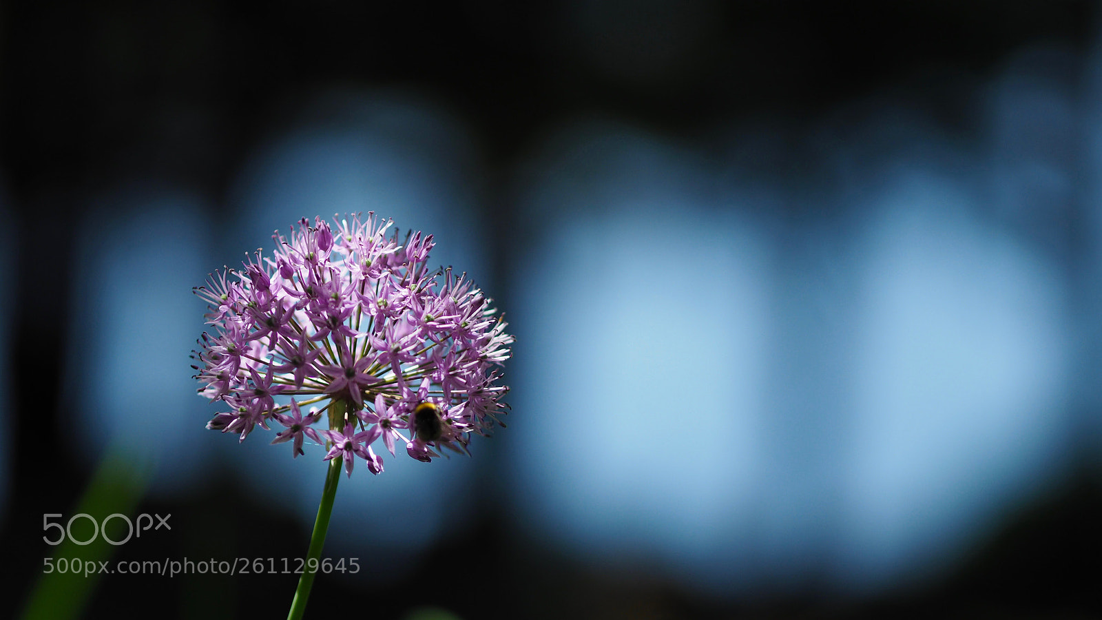 Olympus OM-D E-M10 II sample photo. Allium photography