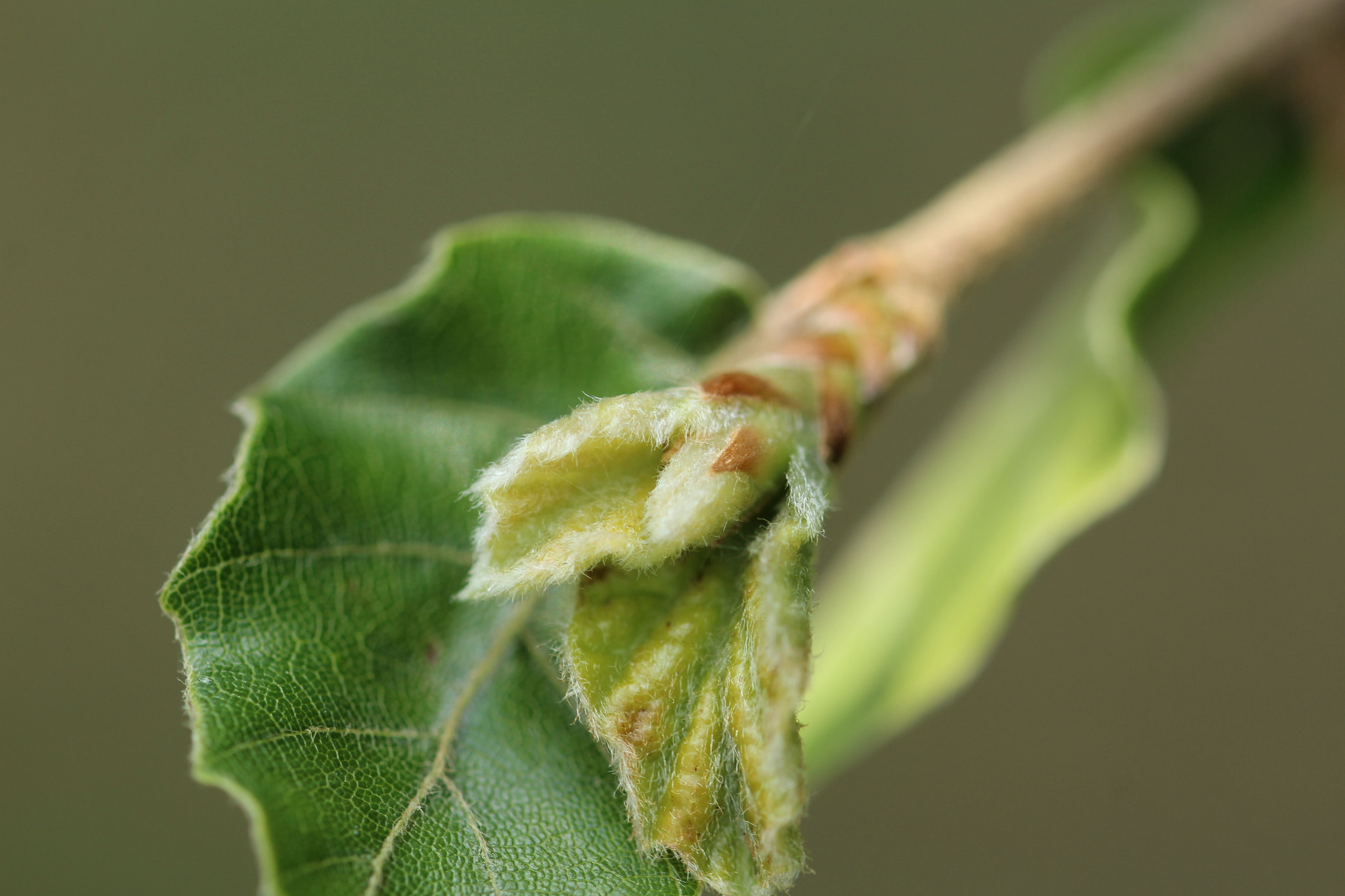 Sigma 105mm F2.8 EX DG OS HSM sample photo. Nature photography