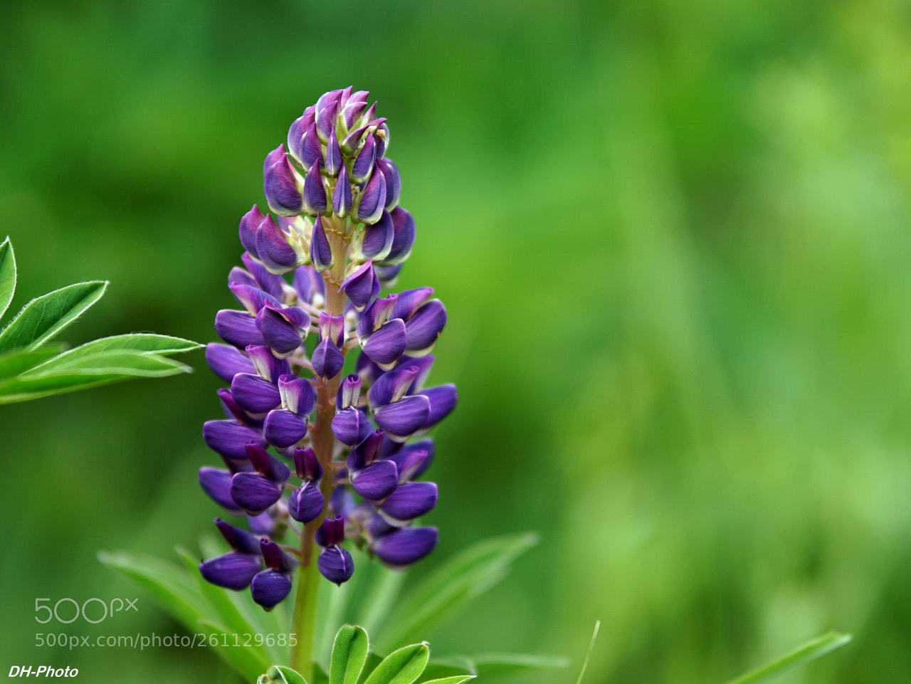 Sony ILCA-77M2 sample photo. Lupin photography
