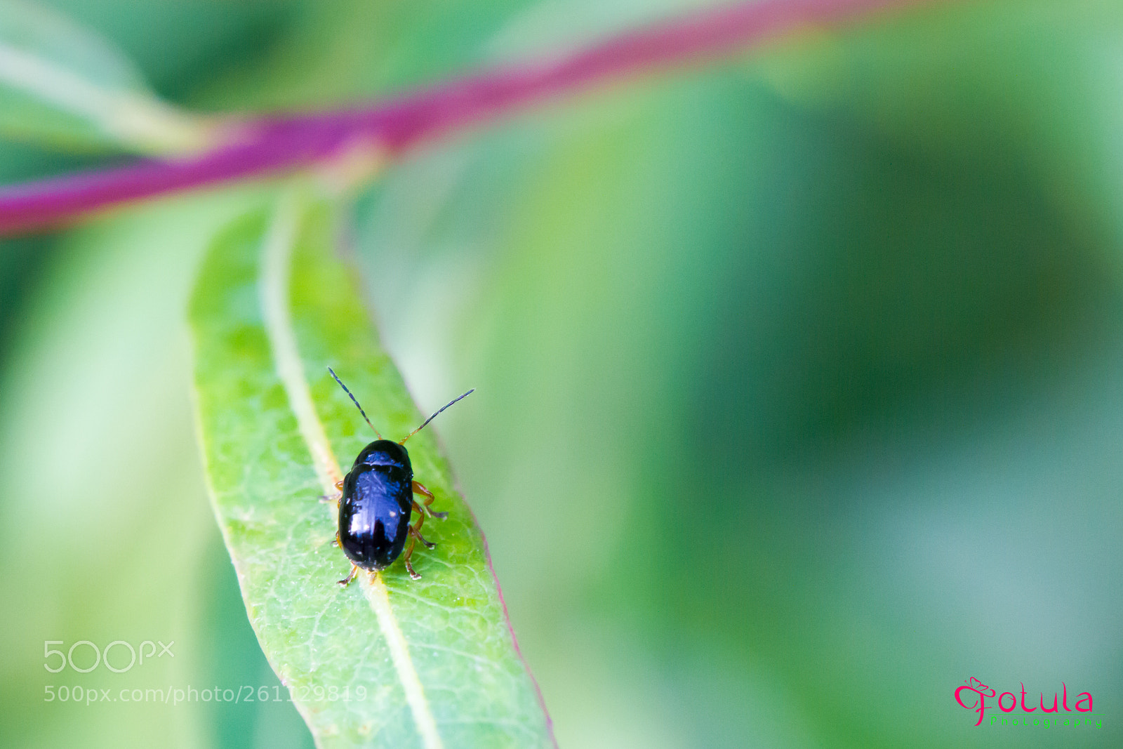 Canon EOS 7D sample photo. Cryptocephalus ocellatus photography