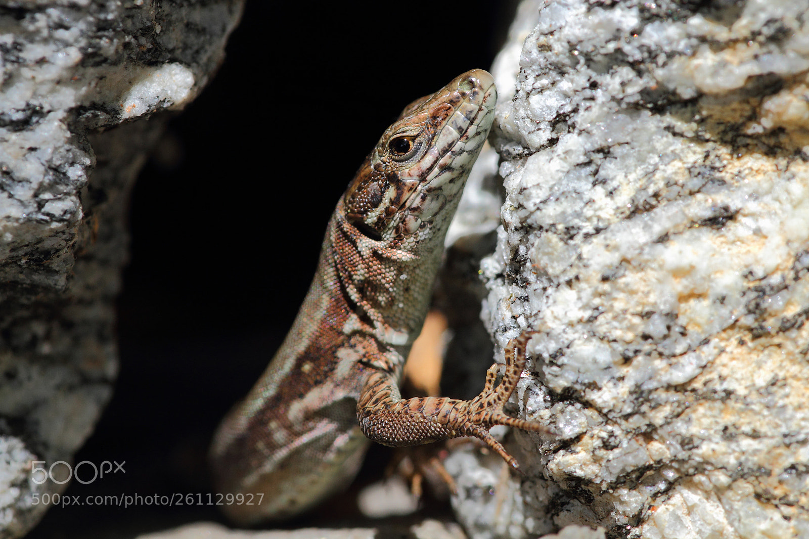 Canon EOS 7D sample photo. Podarcis muralis photography