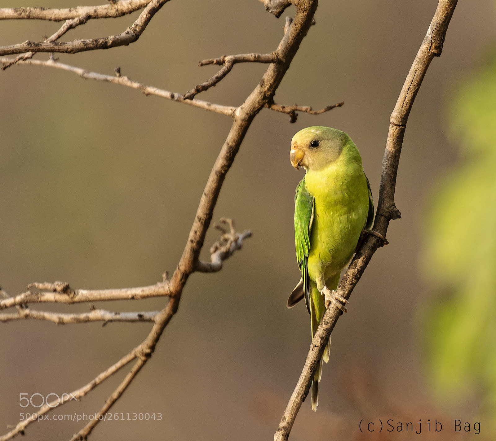Canon EOS 7D Mark II sample photo. The green beauty photography