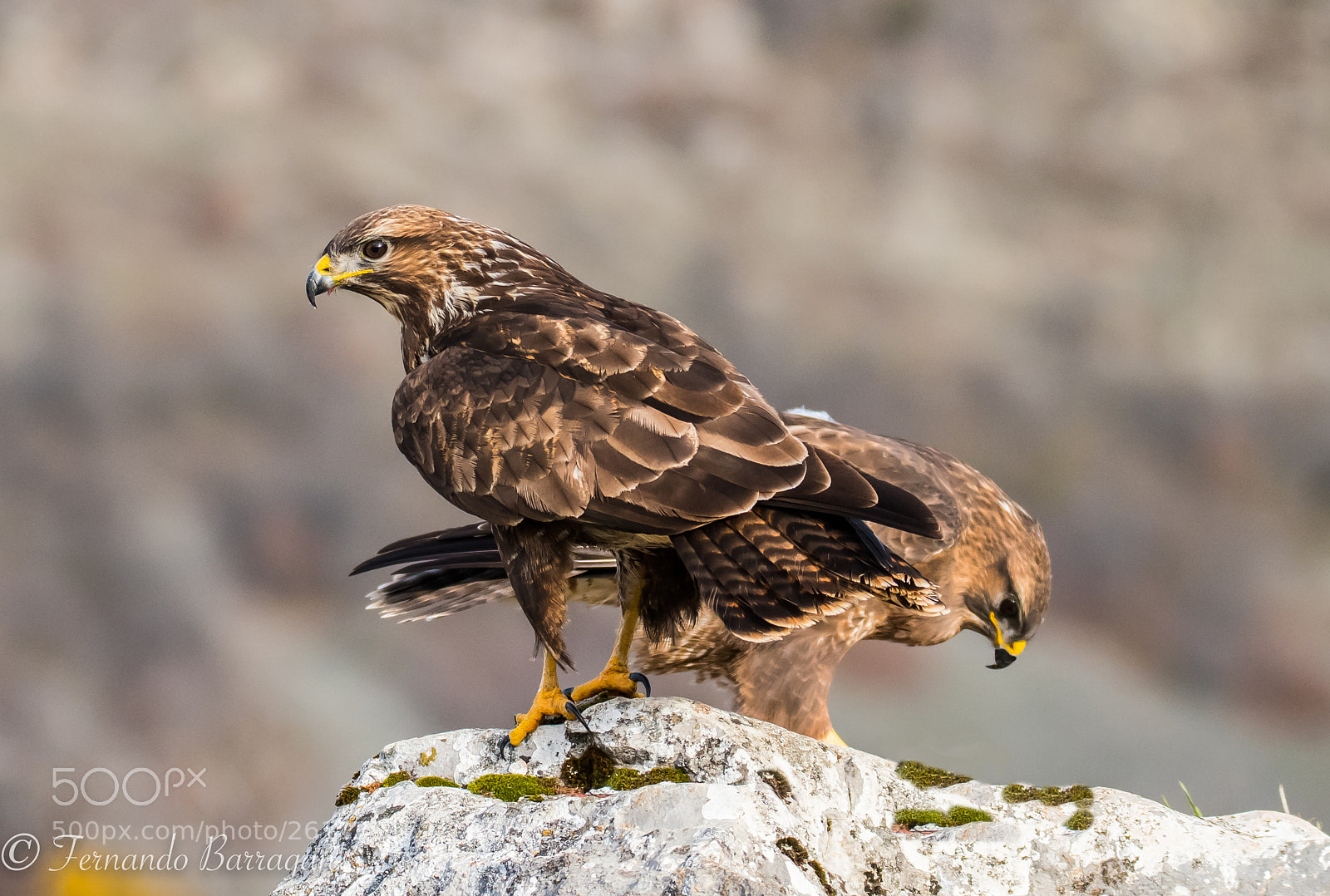Nikon D500 sample photo. Aguila ratonera pareja photography