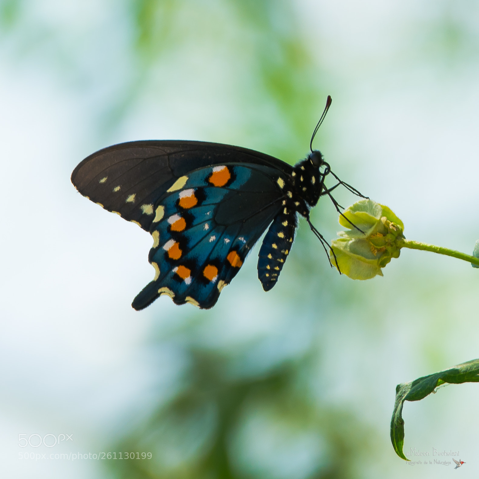 Nikon D810 sample photo. Mbs photography