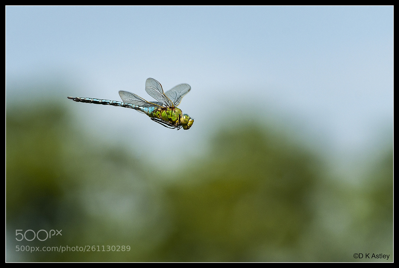 Nikon D300 sample photo. Hawker dragonfly in flight photography