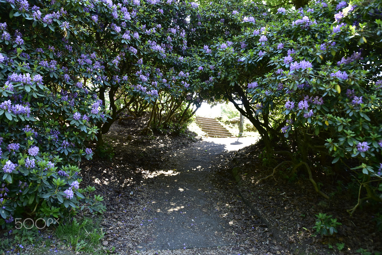 Nikon D5500 sample photo. Blommande tunnel photography