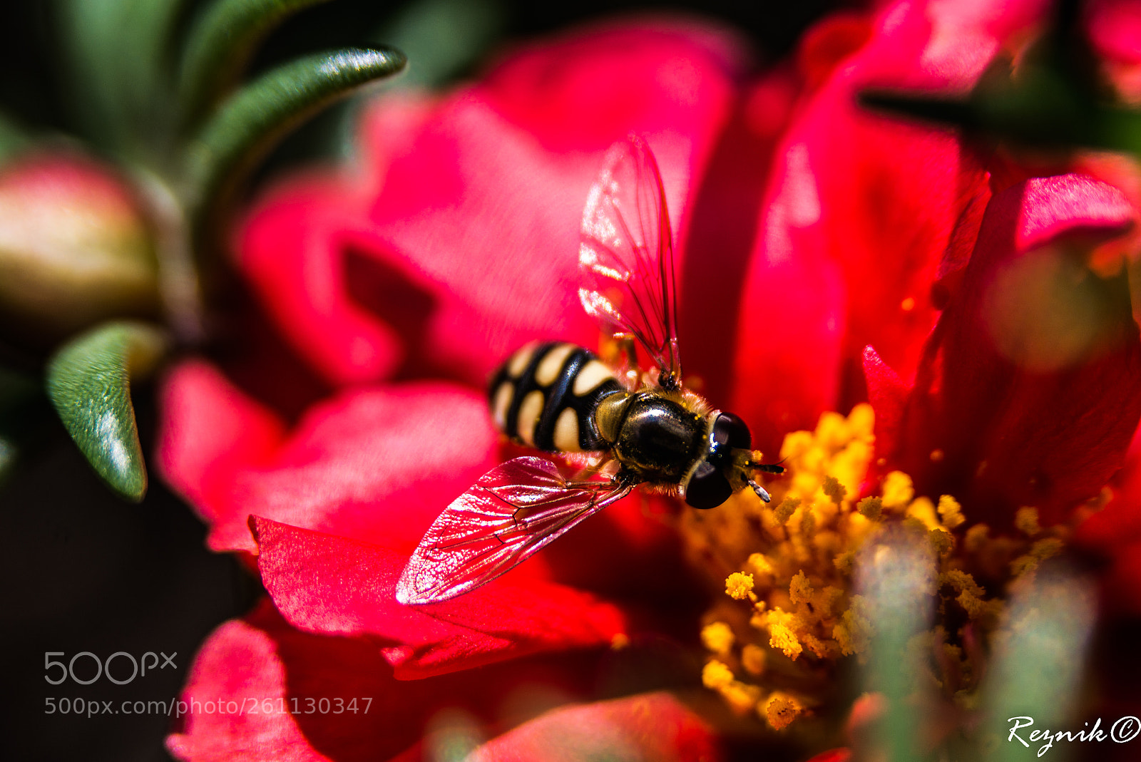 Nikon D610 sample photo. Untitled photography