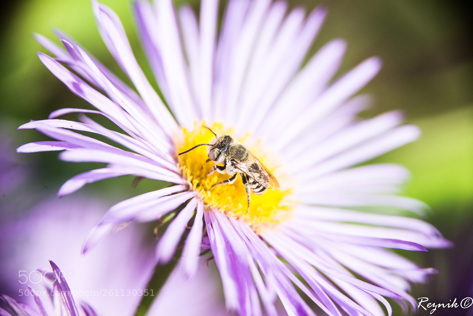 Nikon D610 sample photo. Untitled photography