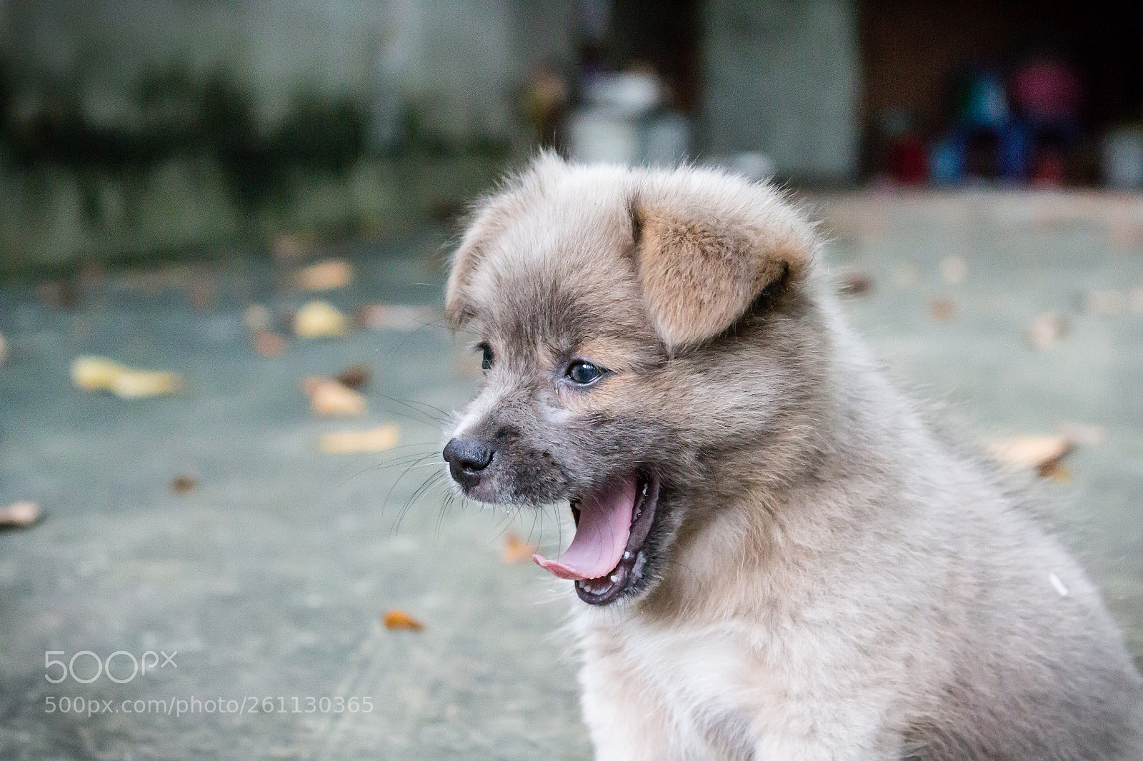 Canon EOS 700D (EOS Rebel T5i / EOS Kiss X7i) sample photo. Dog photography
