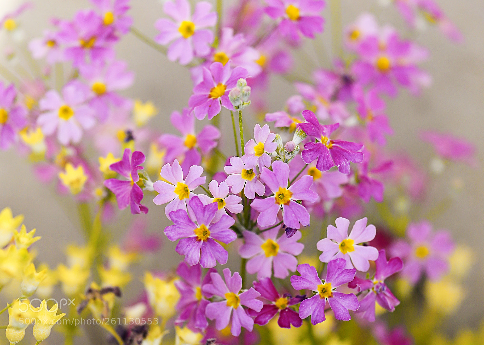 Canon EOS 6D Mark II sample photo. Bouquet photography