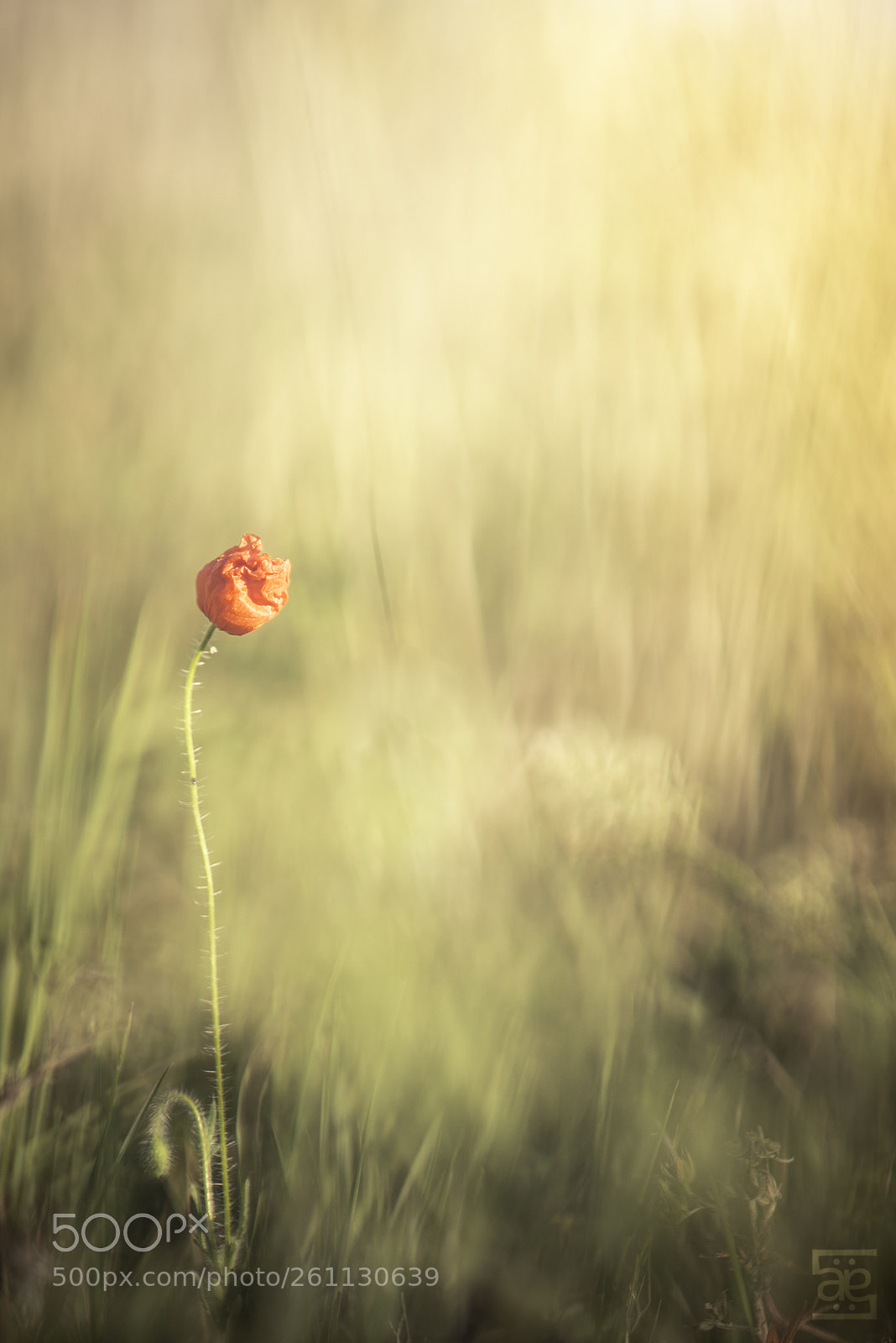 Nikon D610 sample photo. Terre de feu photography