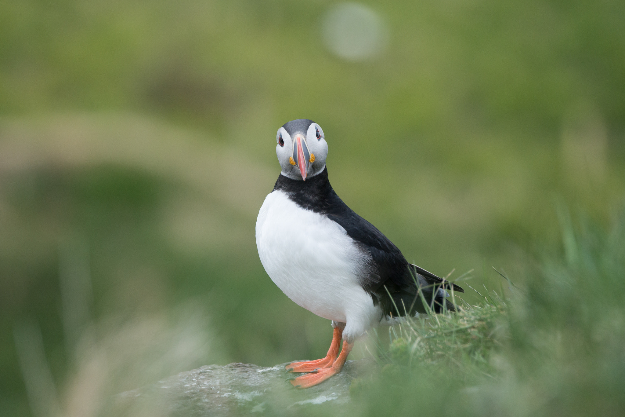 Sony a99 II sample photo. Funny puffin photography