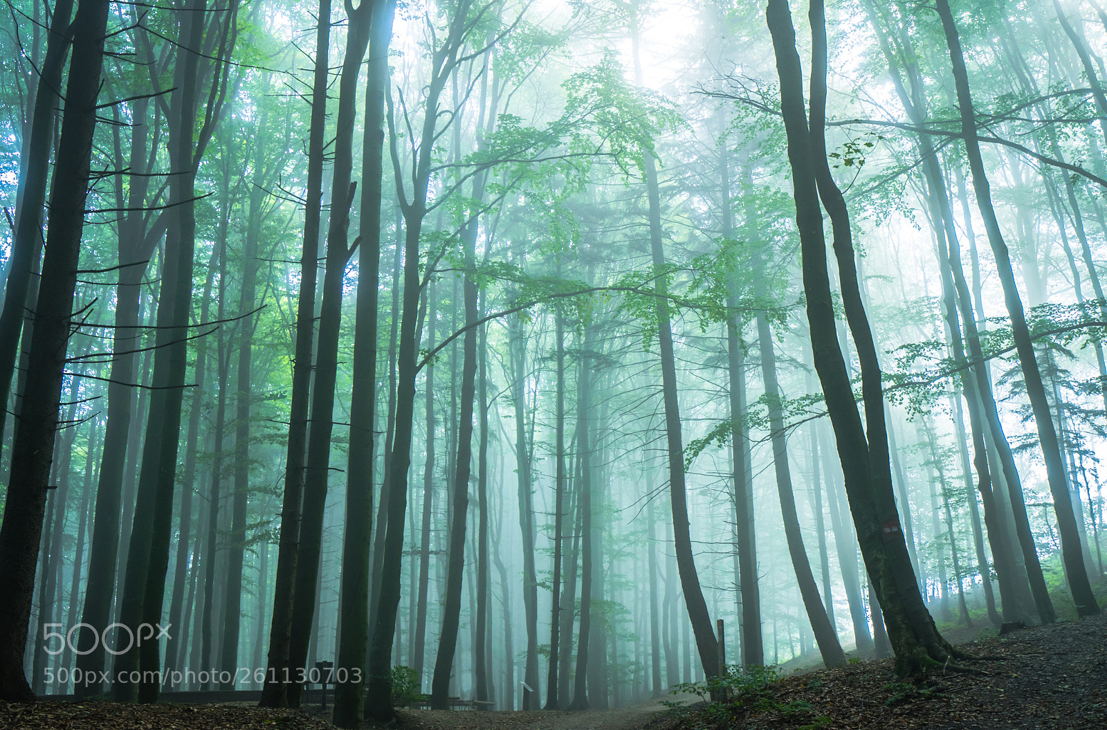 Sony a7 II sample photo. Traces photography