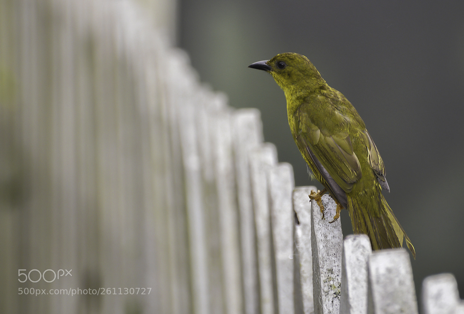 Nikon D610 sample photo. Olive green tanager photography