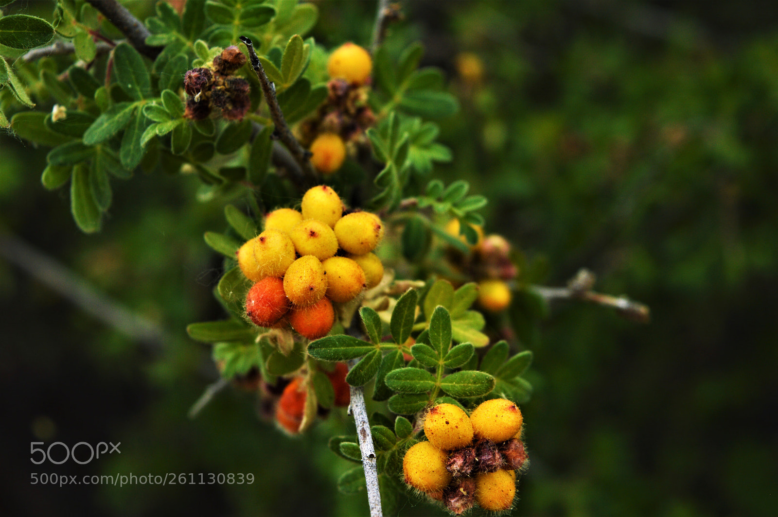 Nikon D3200 sample photo. Fruit photography