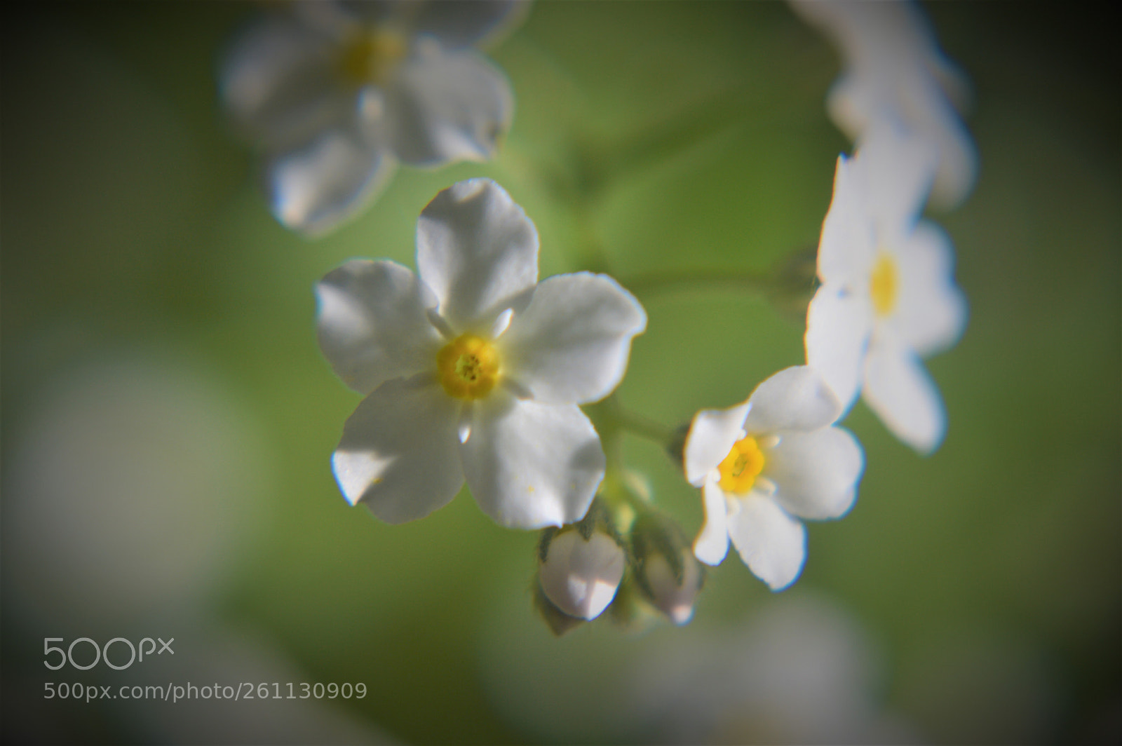 Nikon D3200 sample photo. White forget-me-nots photography
