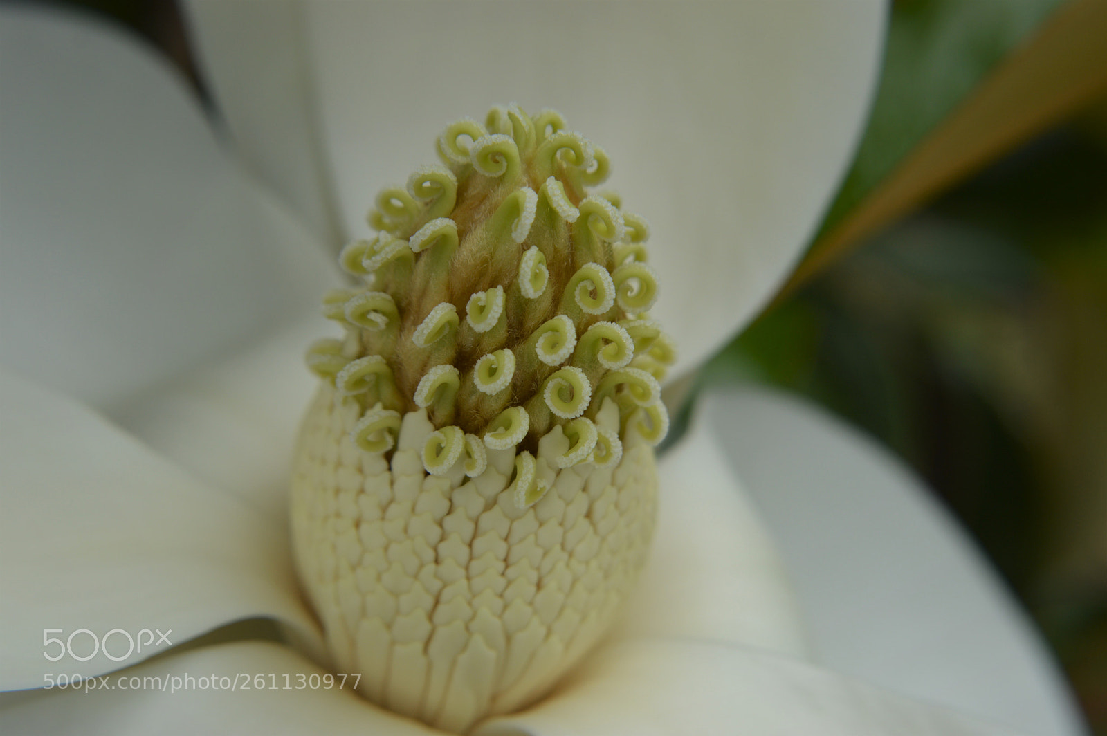Nikon D3200 sample photo. Magnolia photography