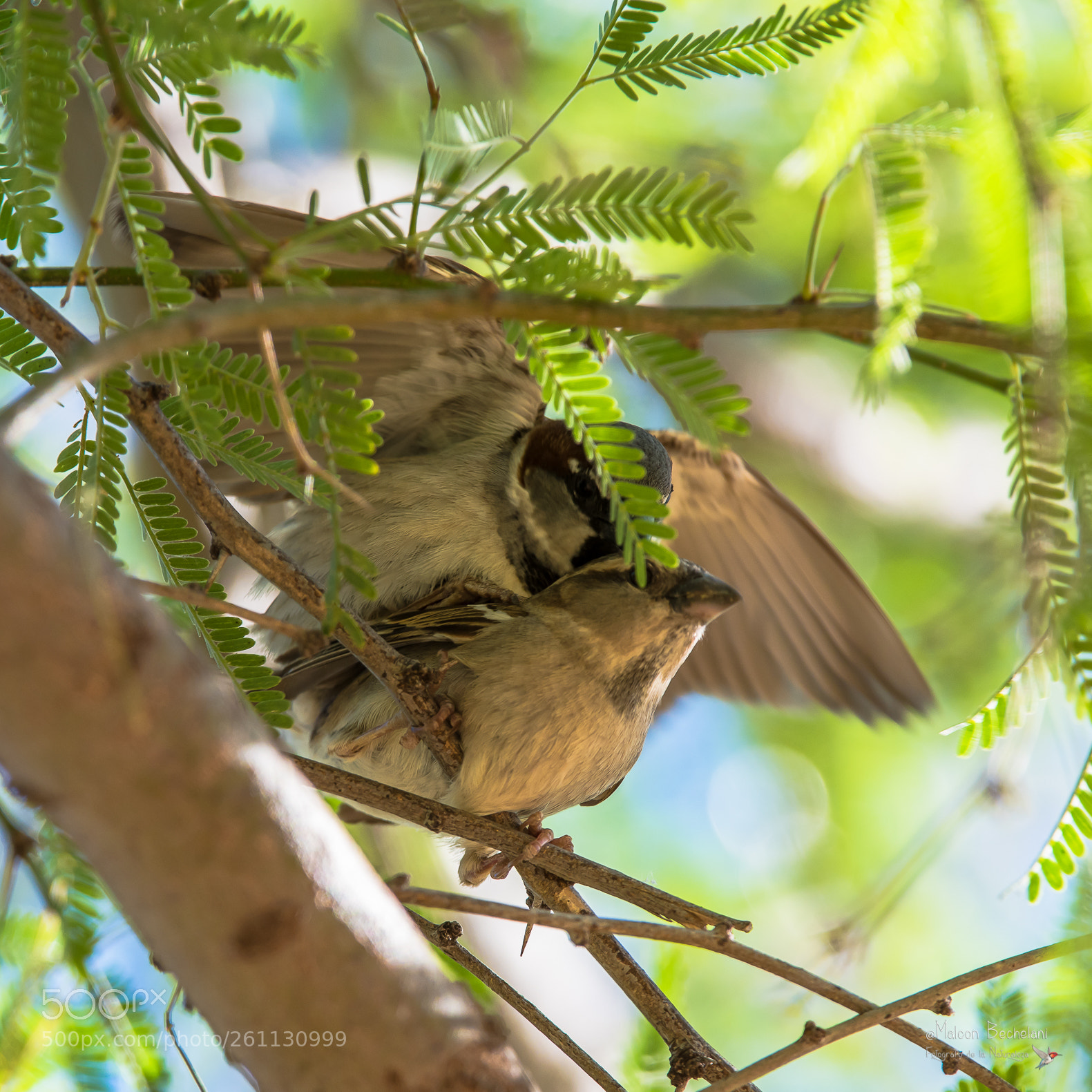 Nikon D810 sample photo. Mbs photography