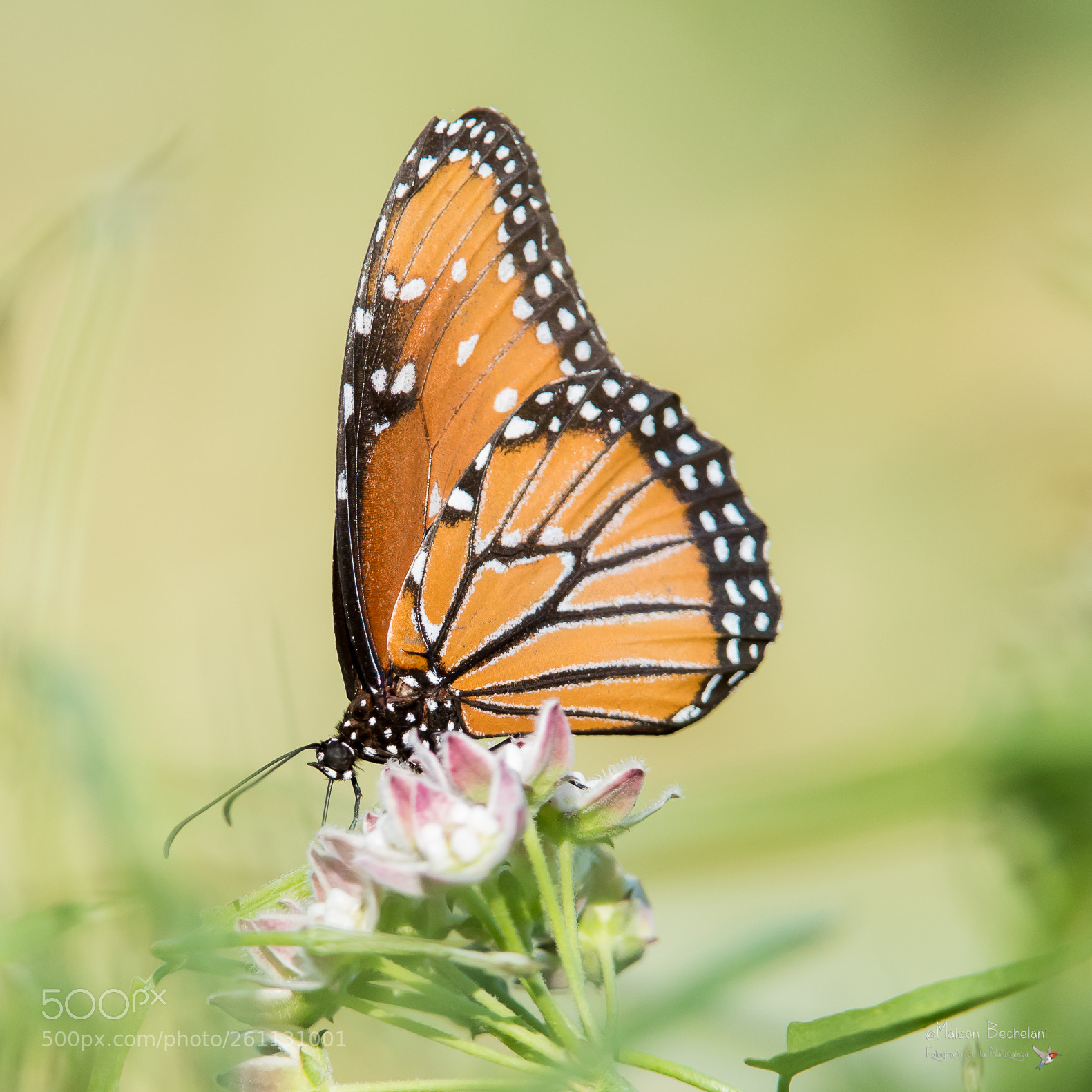 Nikon D810 sample photo. Mbs photography