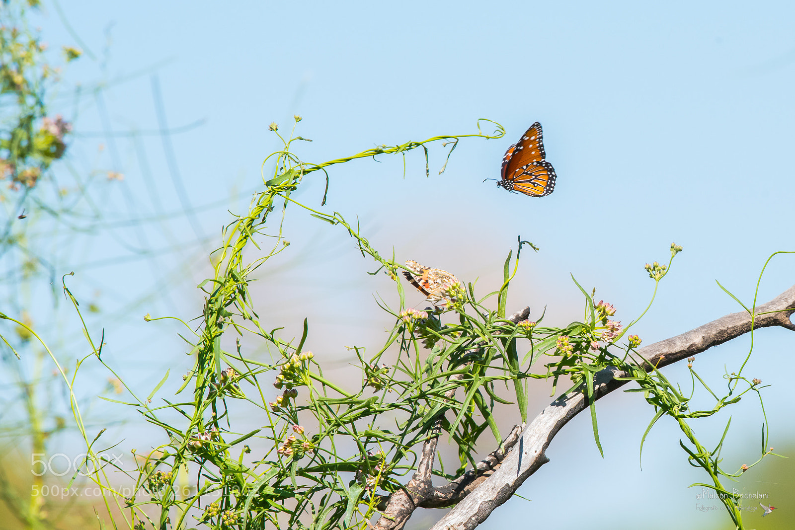 Nikon D810 sample photo. Mbs photography