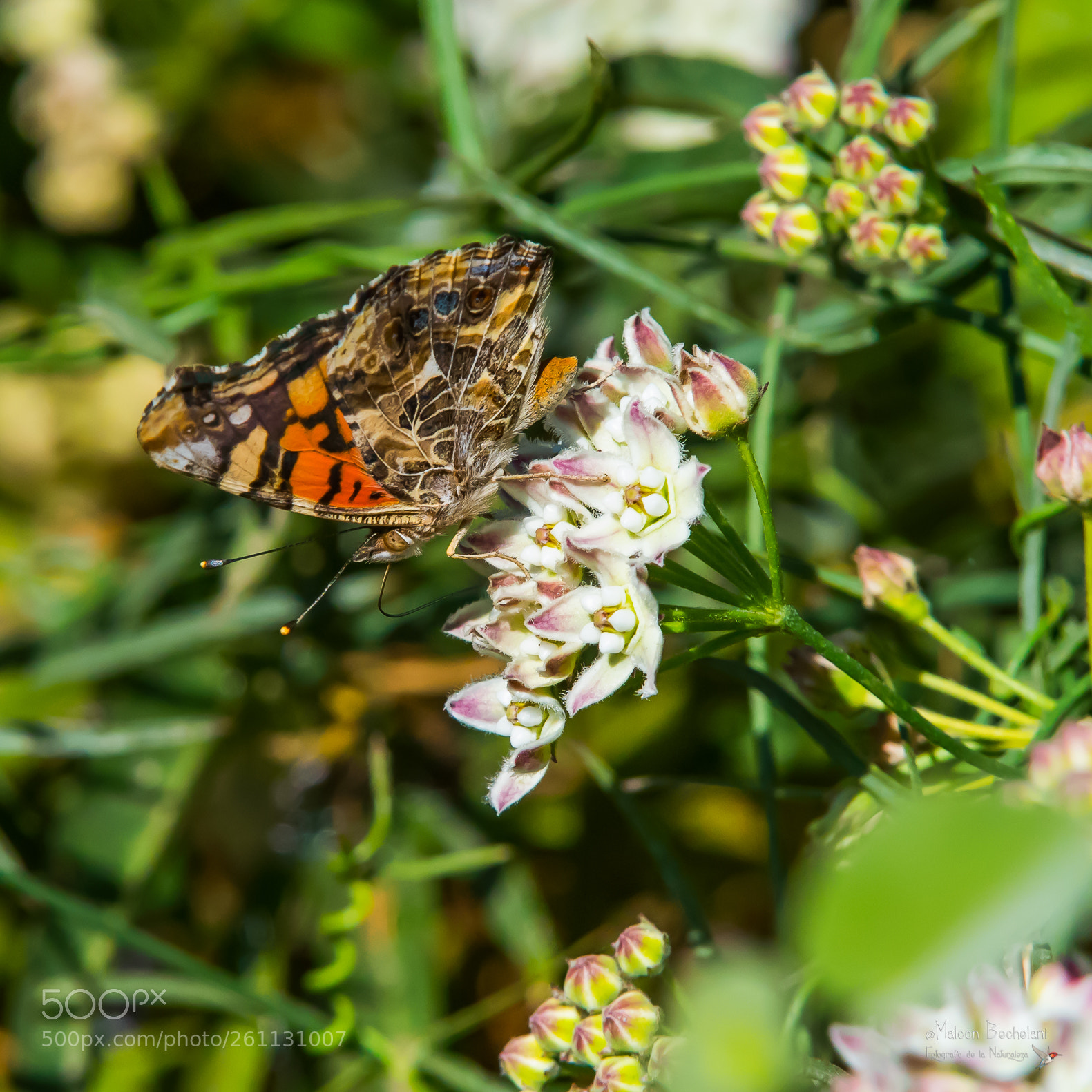 Nikon D810 sample photo. Mbs photography