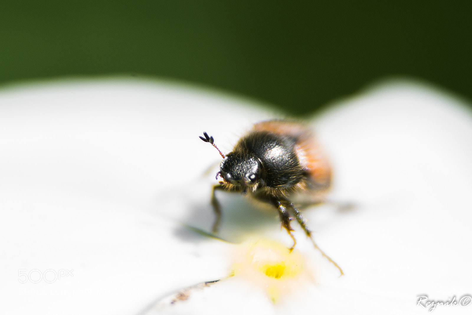 Nikon D610 sample photo. Untitled photography
