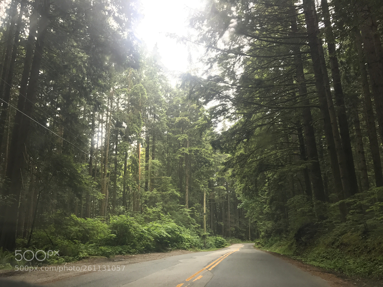 Apple iPhone 7 sample photo. Coquitlam woods photography