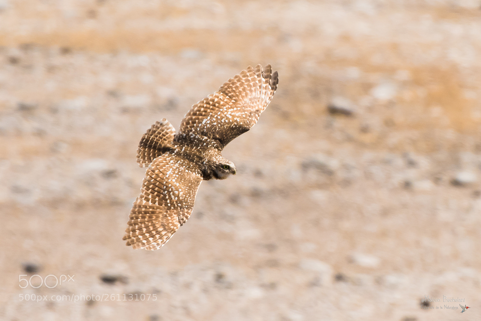 Nikon D810 sample photo. Mbs photography