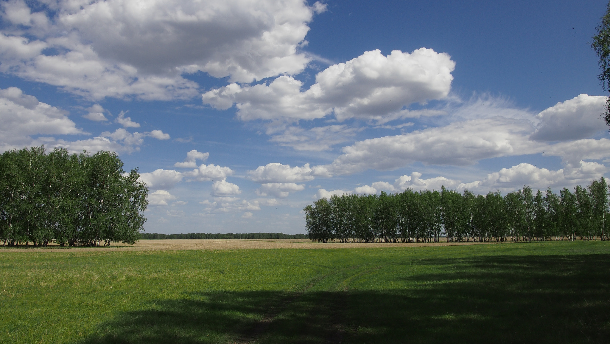 Olympus PEN E-PM1 sample photo. Summer forest photography