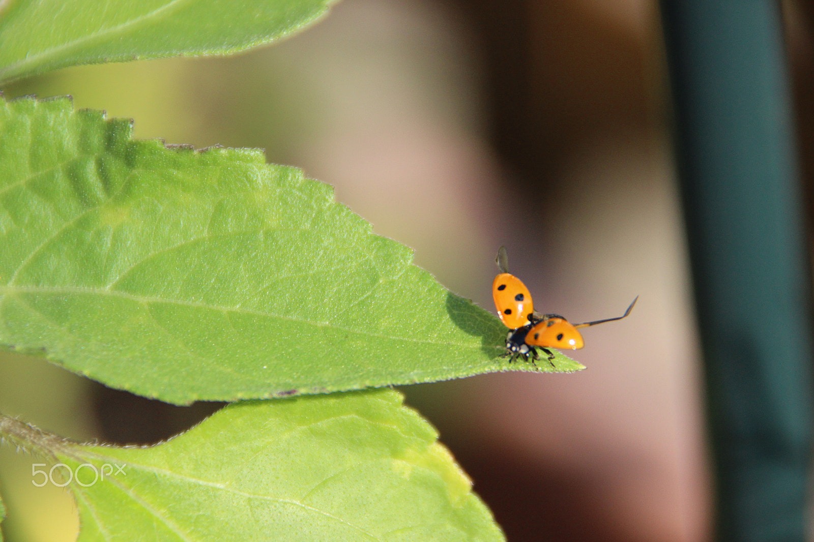 Canon EOS 600D (Rebel EOS T3i / EOS Kiss X5) + Tamron AF 18-250mm F3.5-6.3 Di II LD Aspherical (IF) Macro sample photo. Ladybug - ready to start photography