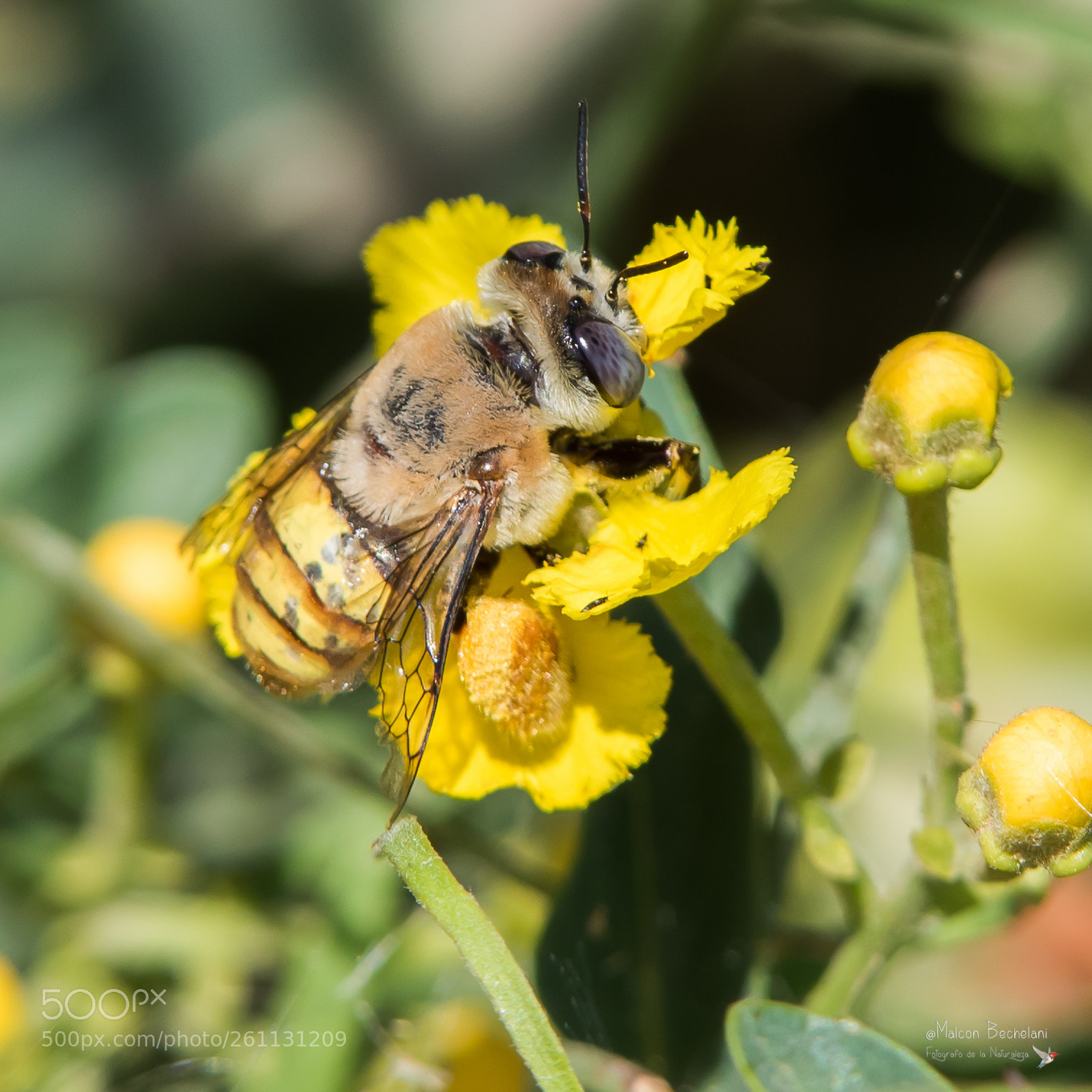 Nikon D810 sample photo. Mbs photography