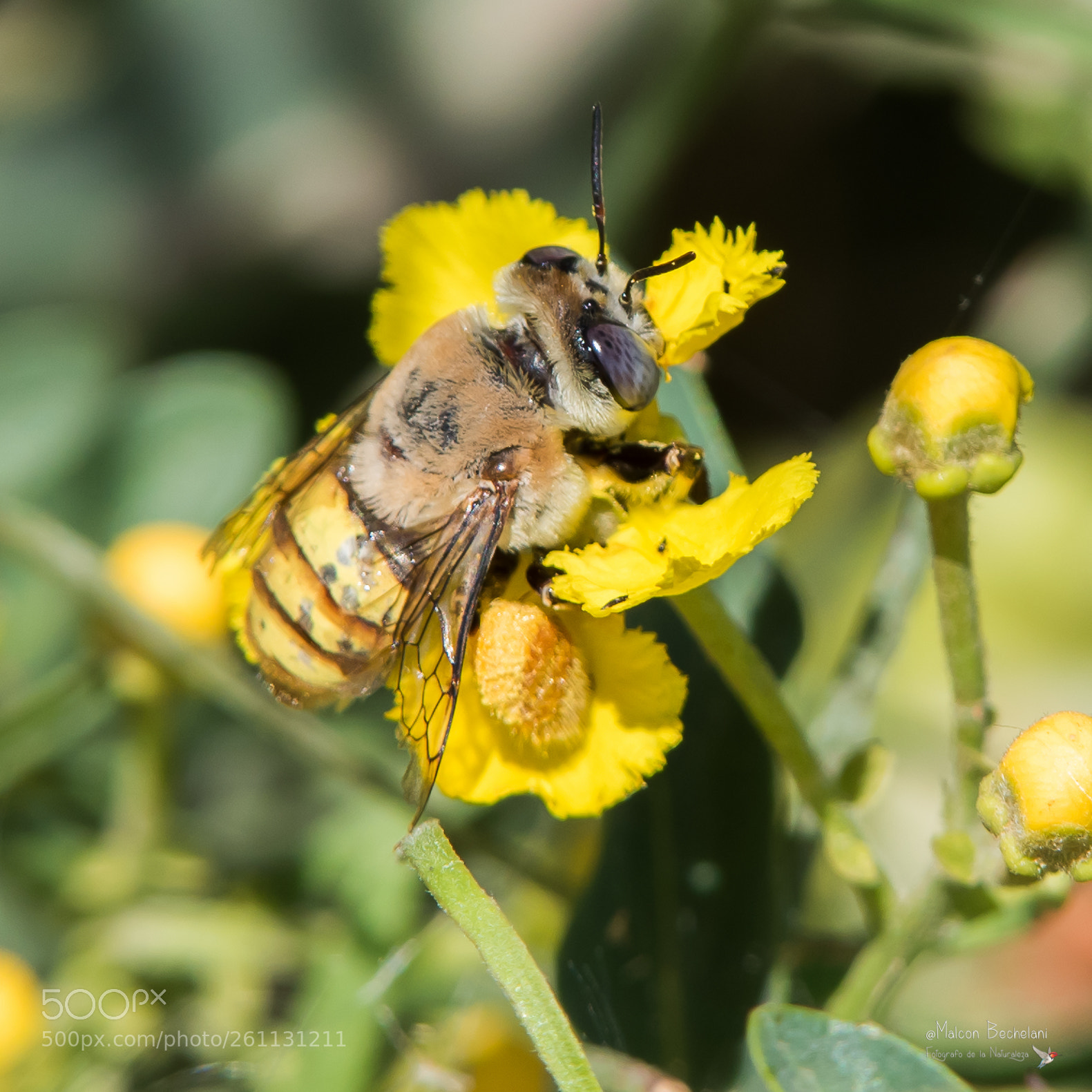 Nikon D810 sample photo. Mbs photography