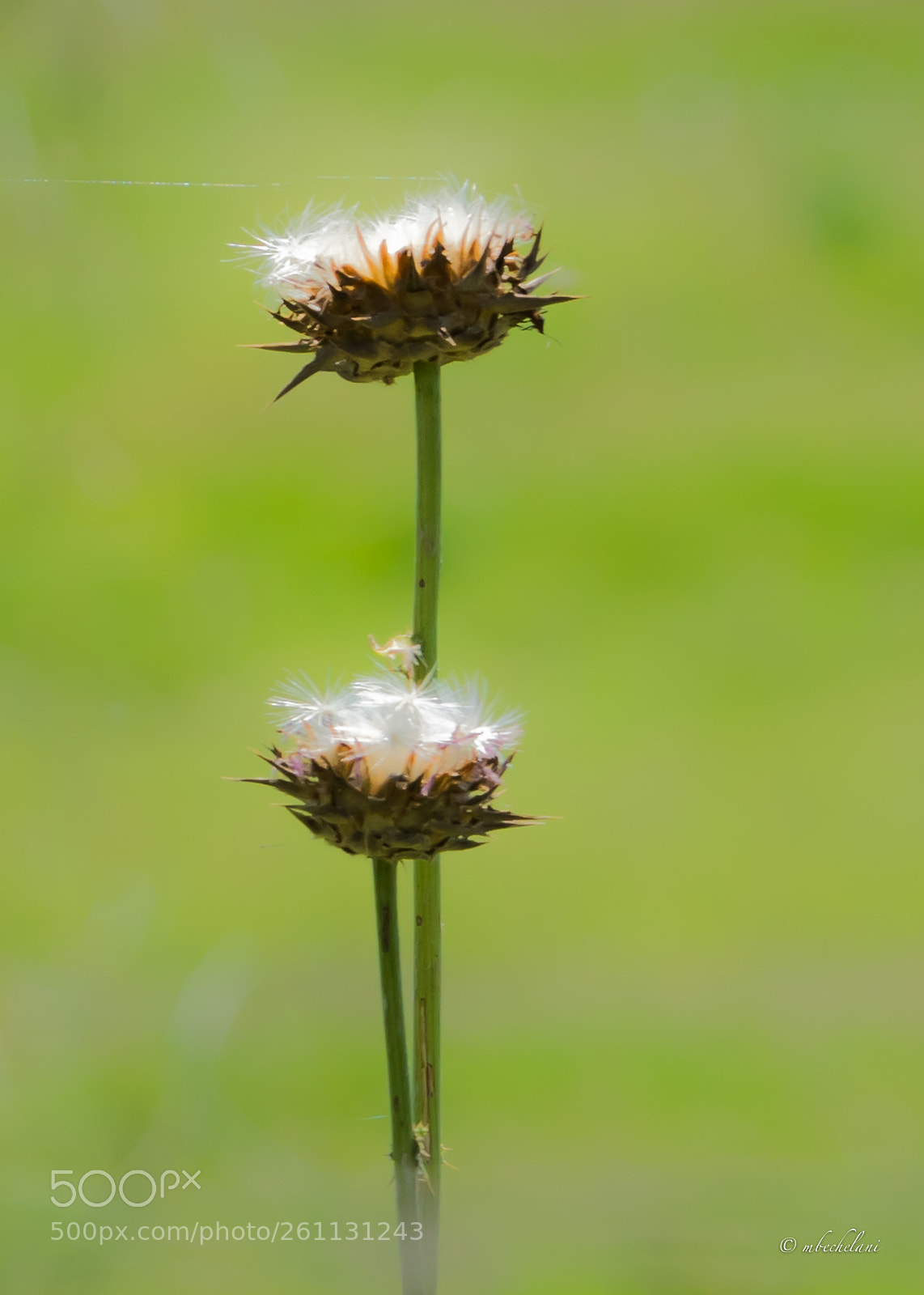 Nikon D810 sample photo. Mbs photography