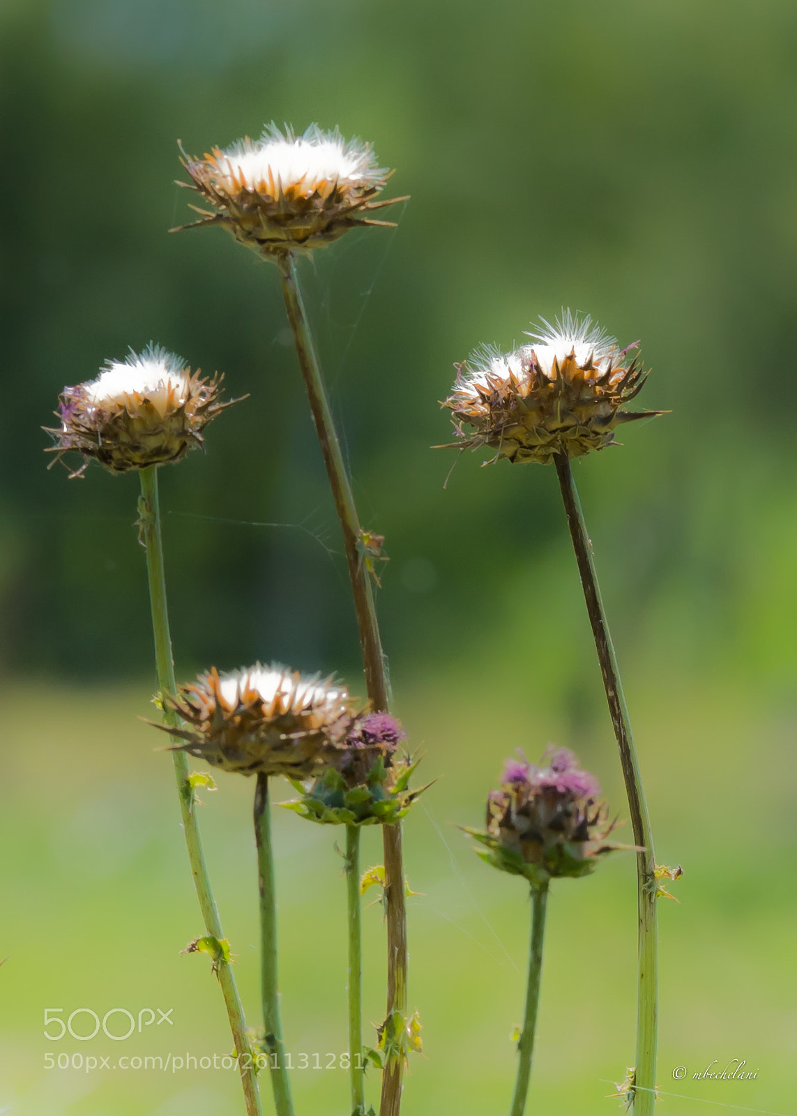 Nikon D810 sample photo. Mbs_0837-3.jpg photography