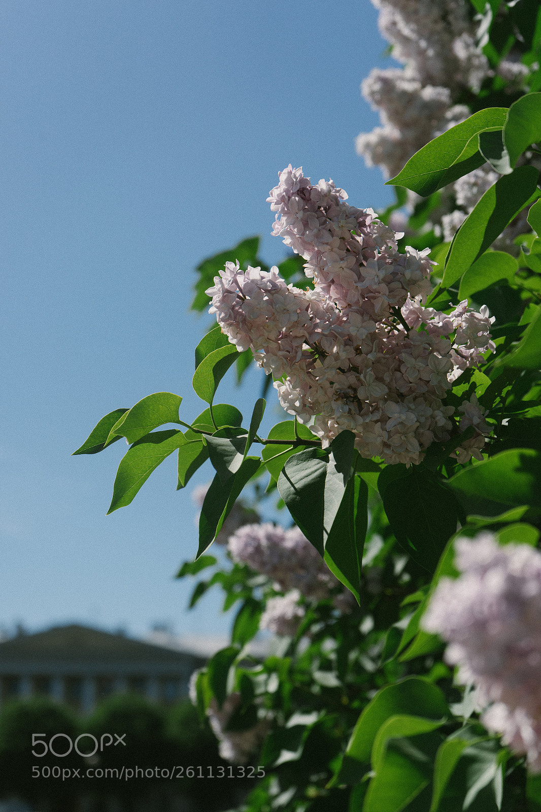 Sony a7 II sample photo. Dsc photography