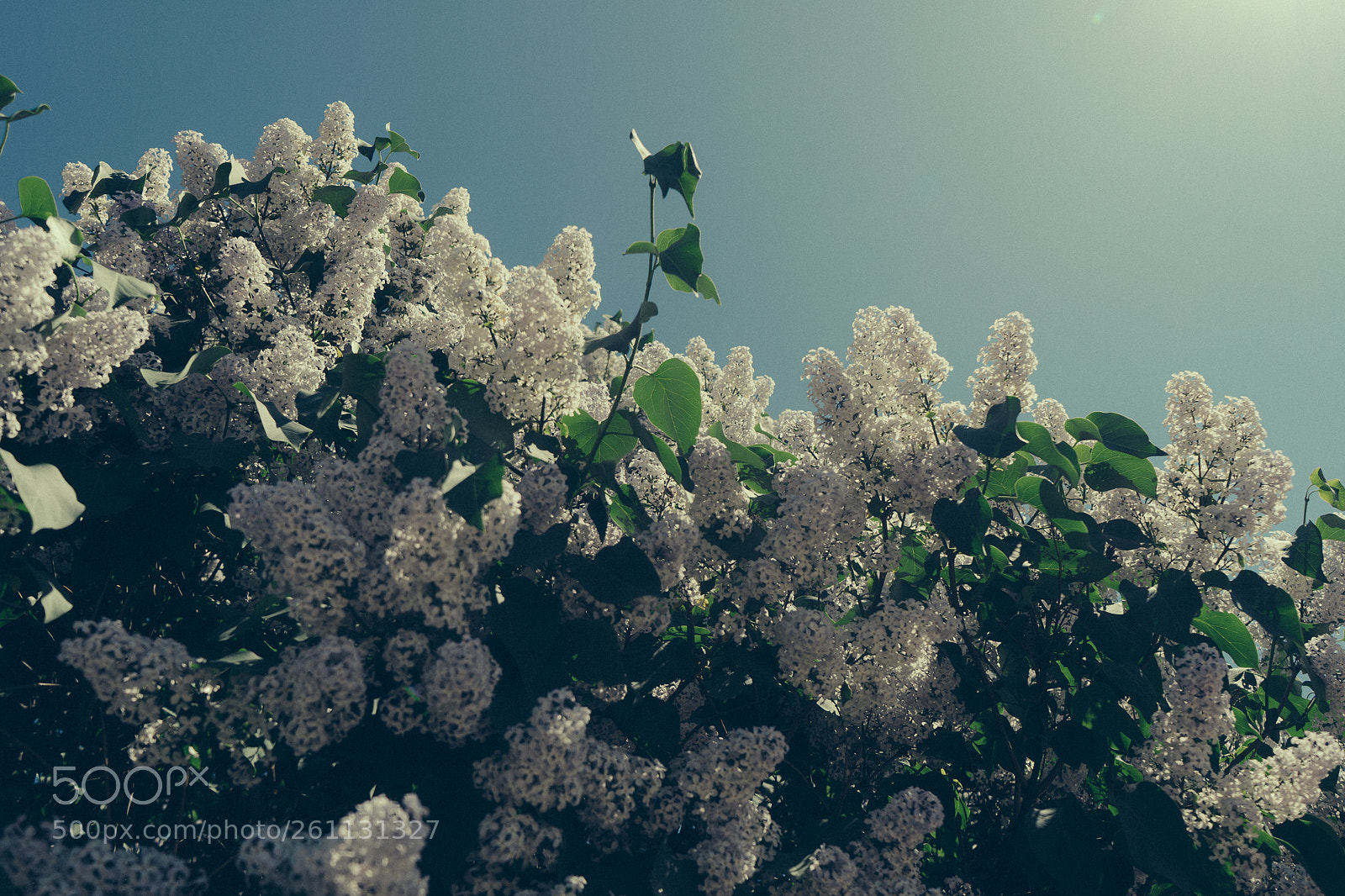 Sony a7 II sample photo. Dsc photography