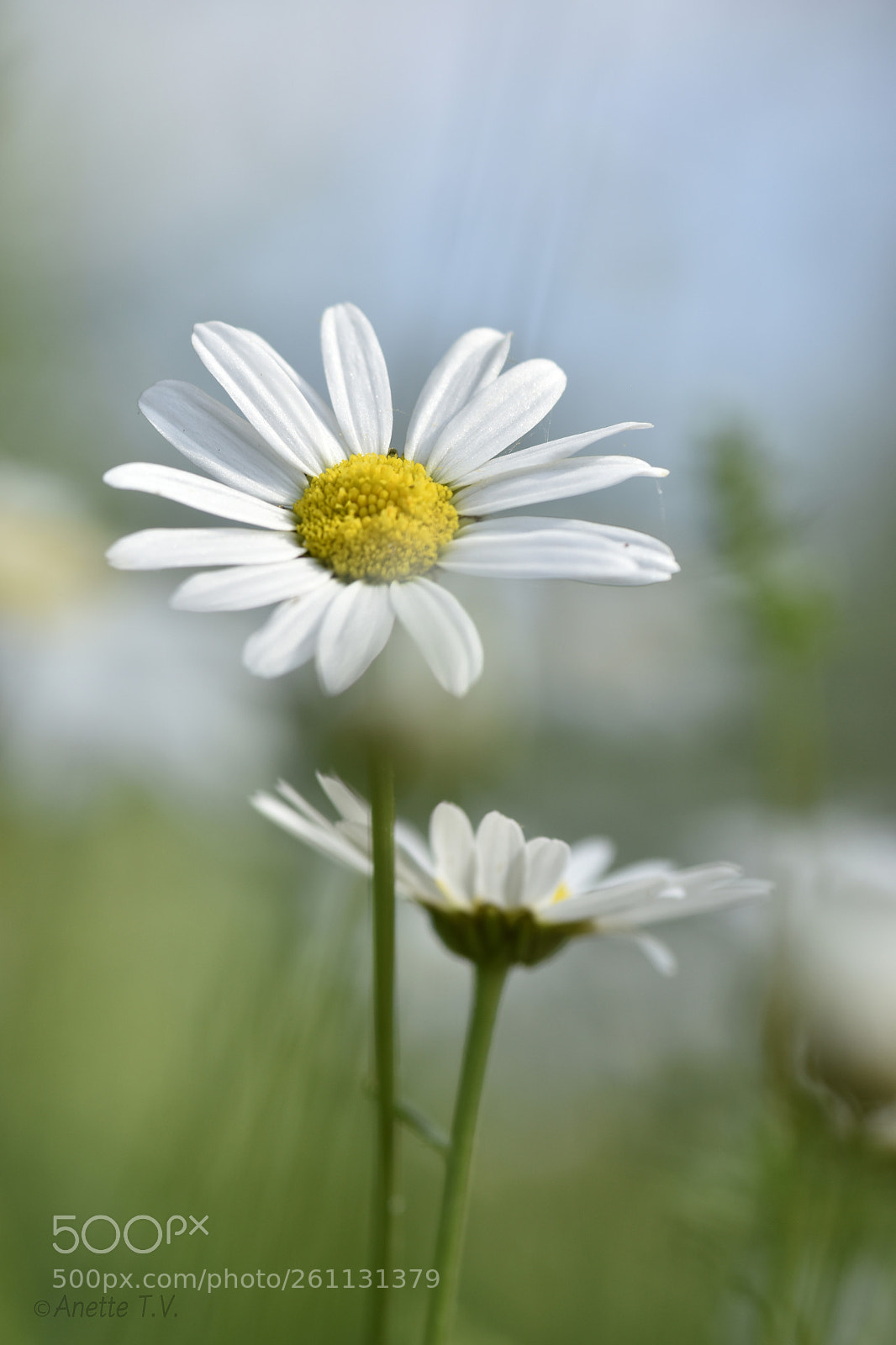 Nikon D5500 sample photo. Daisy dream .. photography