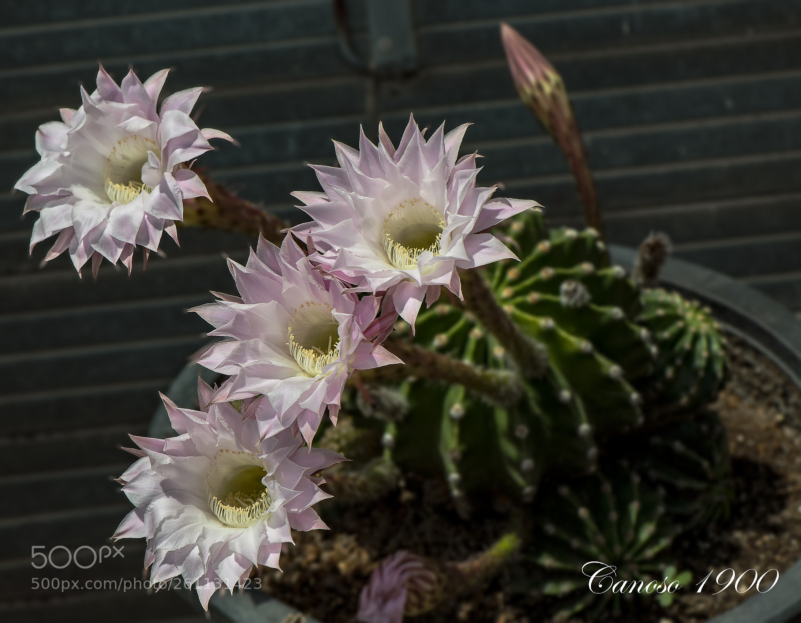 Nikon D810 sample photo. Flor photography