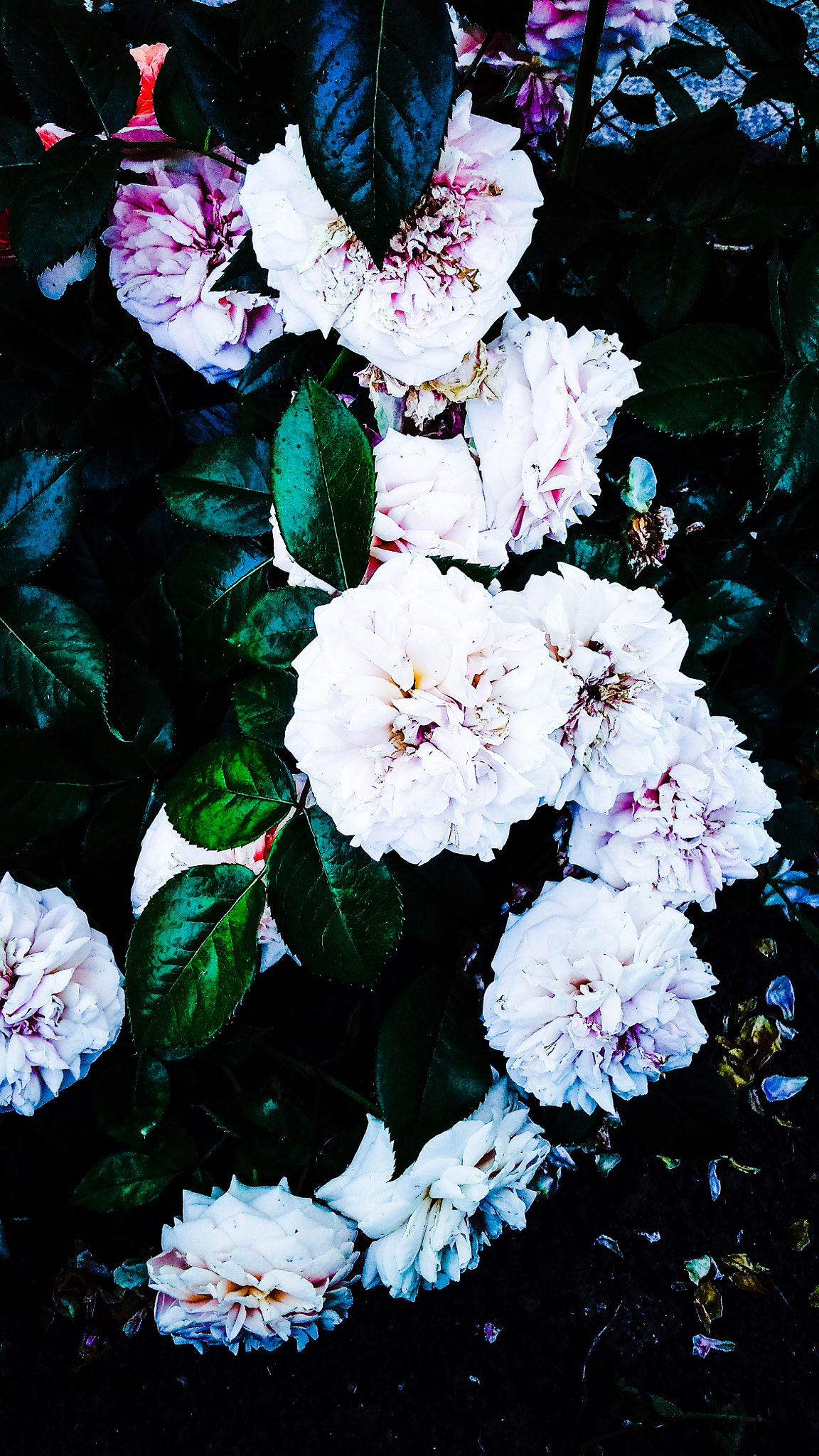 Xiaomi Redmi 4A sample photo