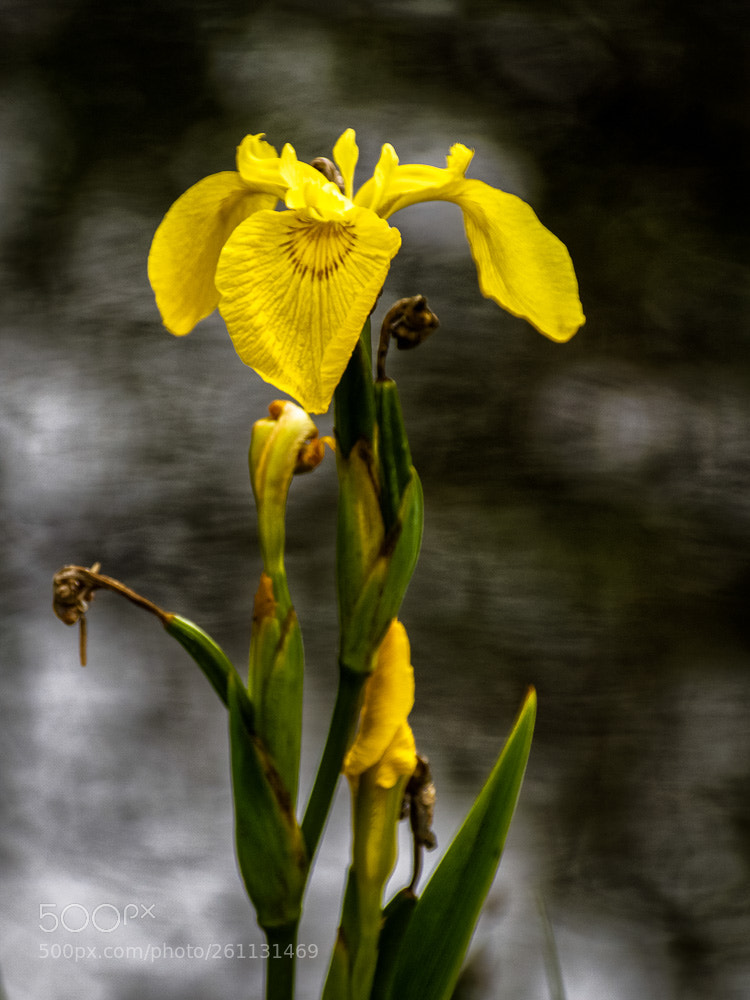Canon EOS 760D (EOS Rebel T6s / EOS 8000D) sample photo. Iris jaune photography
