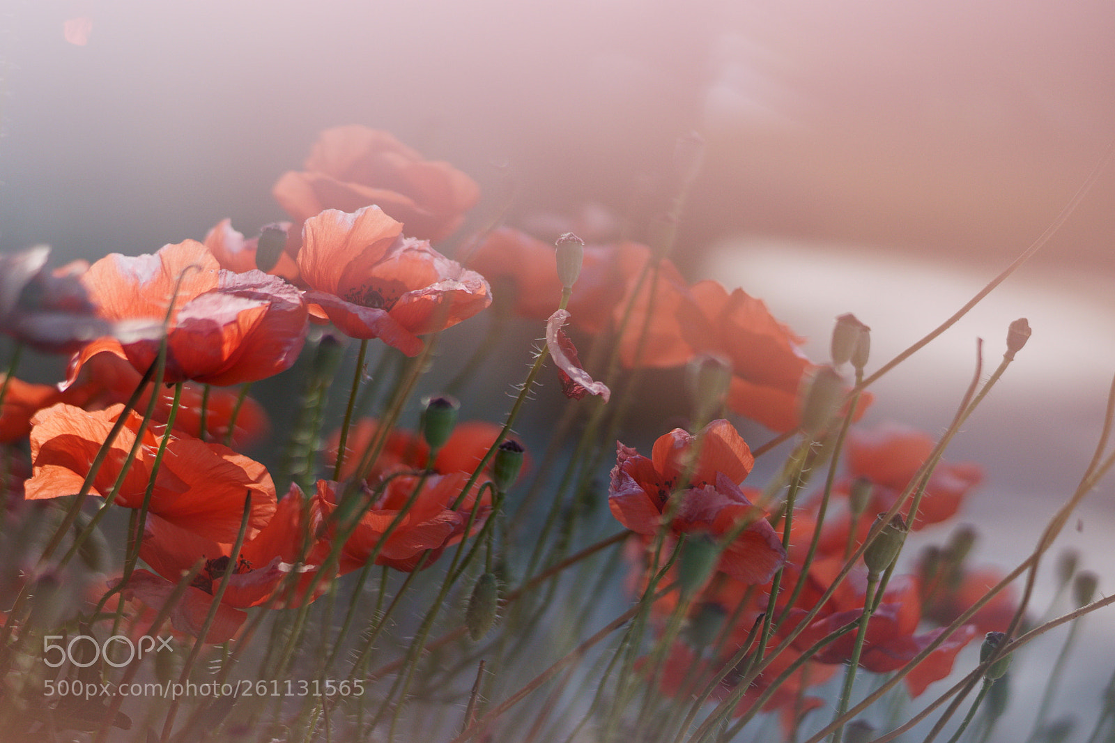 Sony a7 II sample photo. Red poppies at sunrise photography