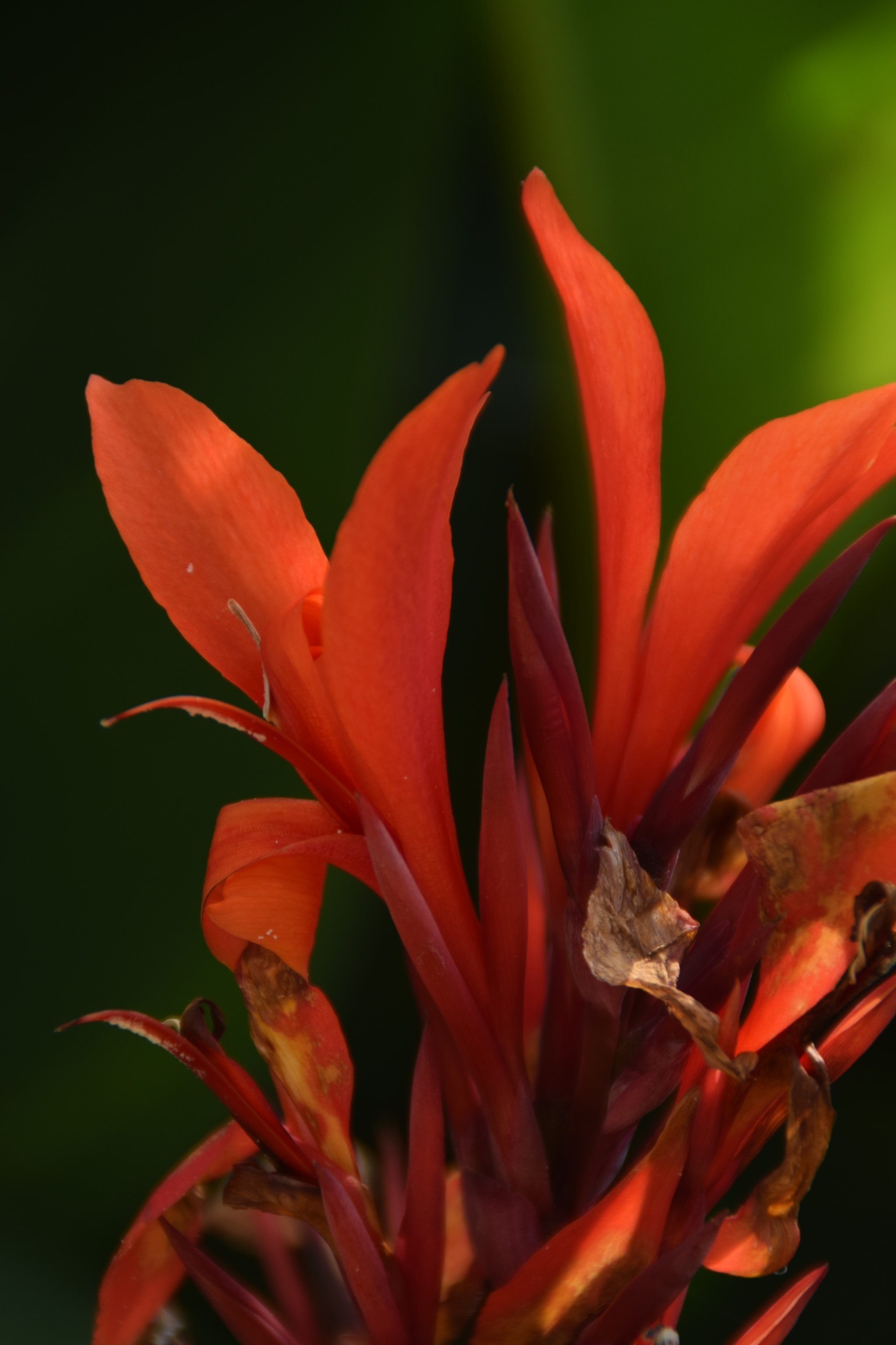 Nikon D5300 sample photo. Dsc photography