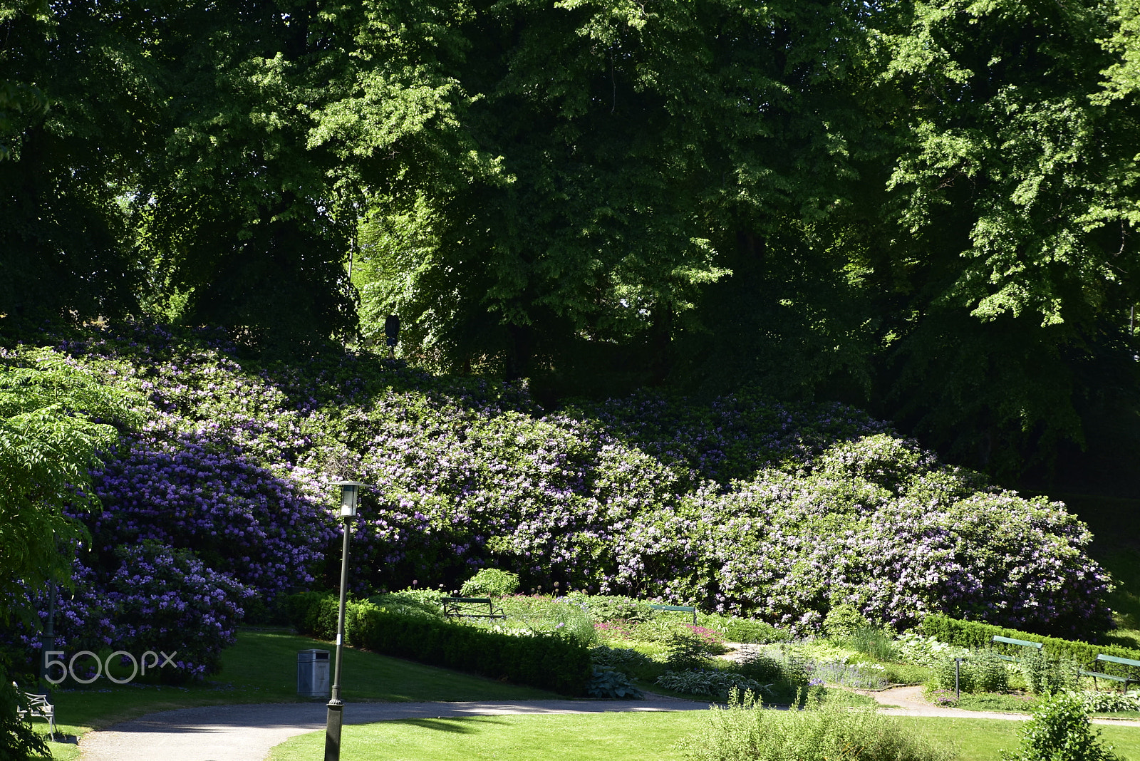 Nikon D5500 sample photo. Stadsparken_11 photography