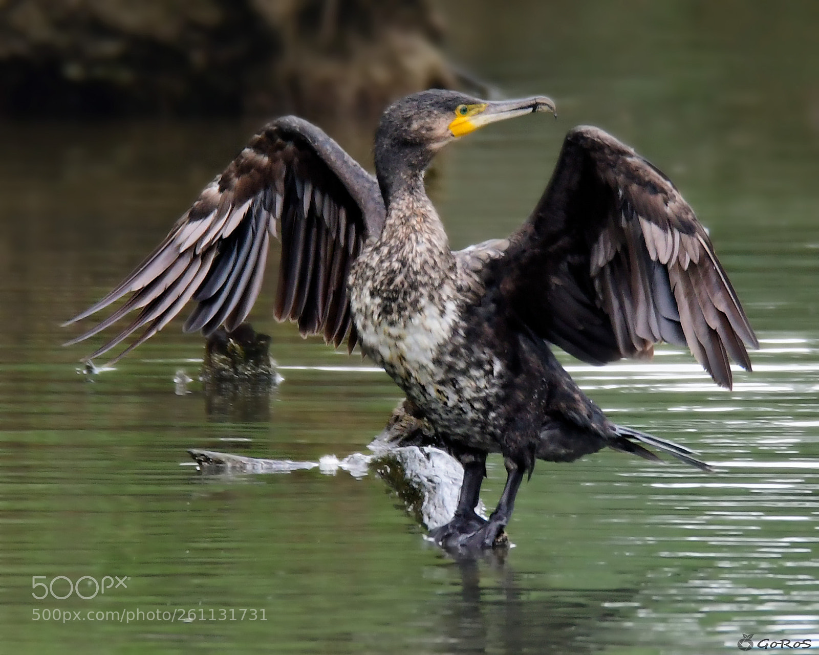 Nikon D500 sample photo. Cormoran grande (phalacrocorax carbo) photography