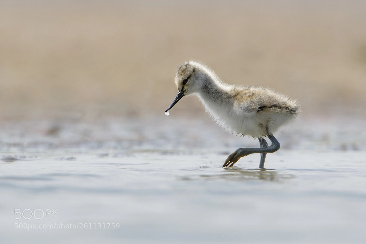 Canon EOS 7D Mark II sample photo. Pied avocet photography
