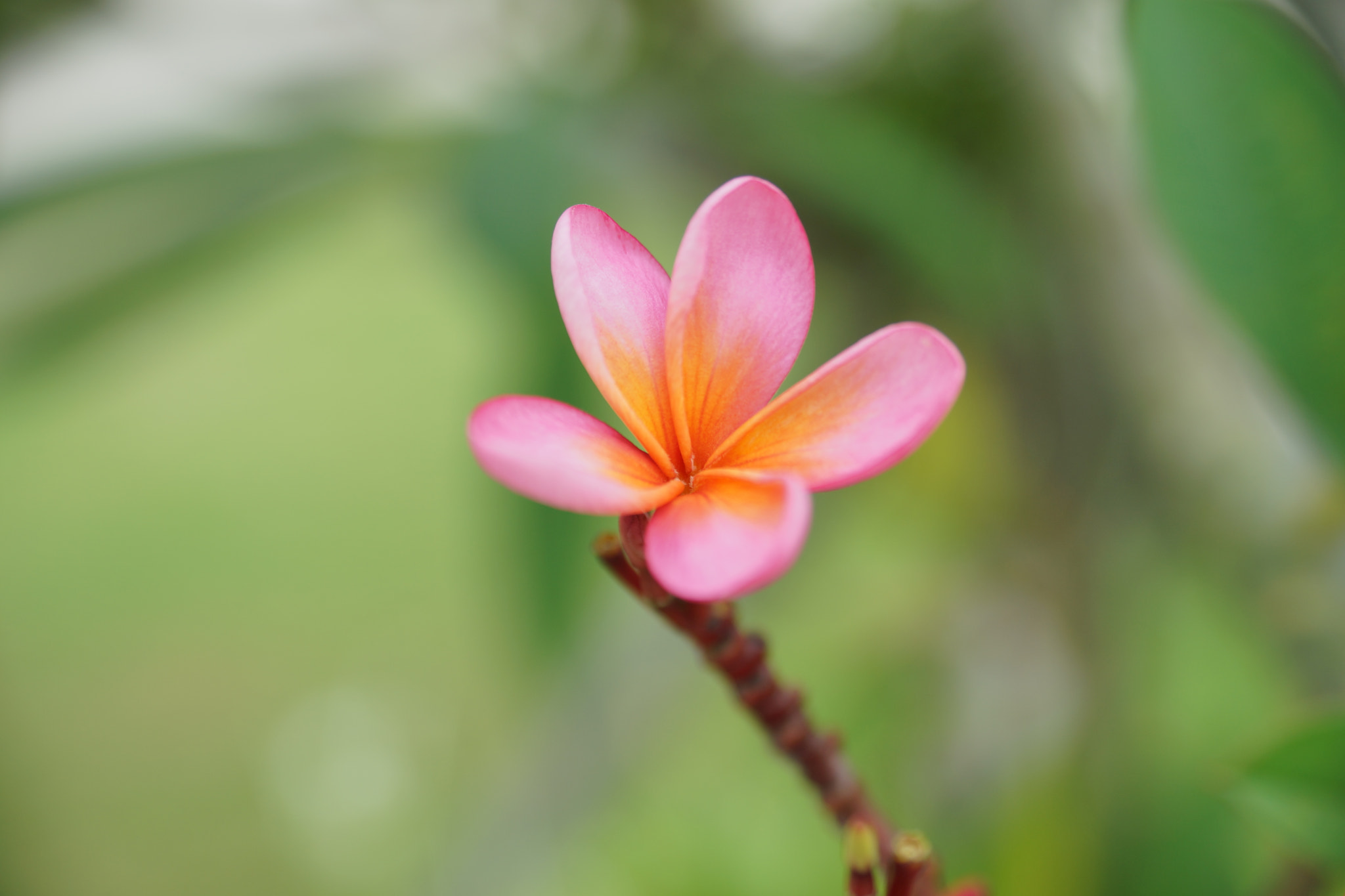 Sony 28-75mm F2.8 SAM sample photo. Bali flowers photography