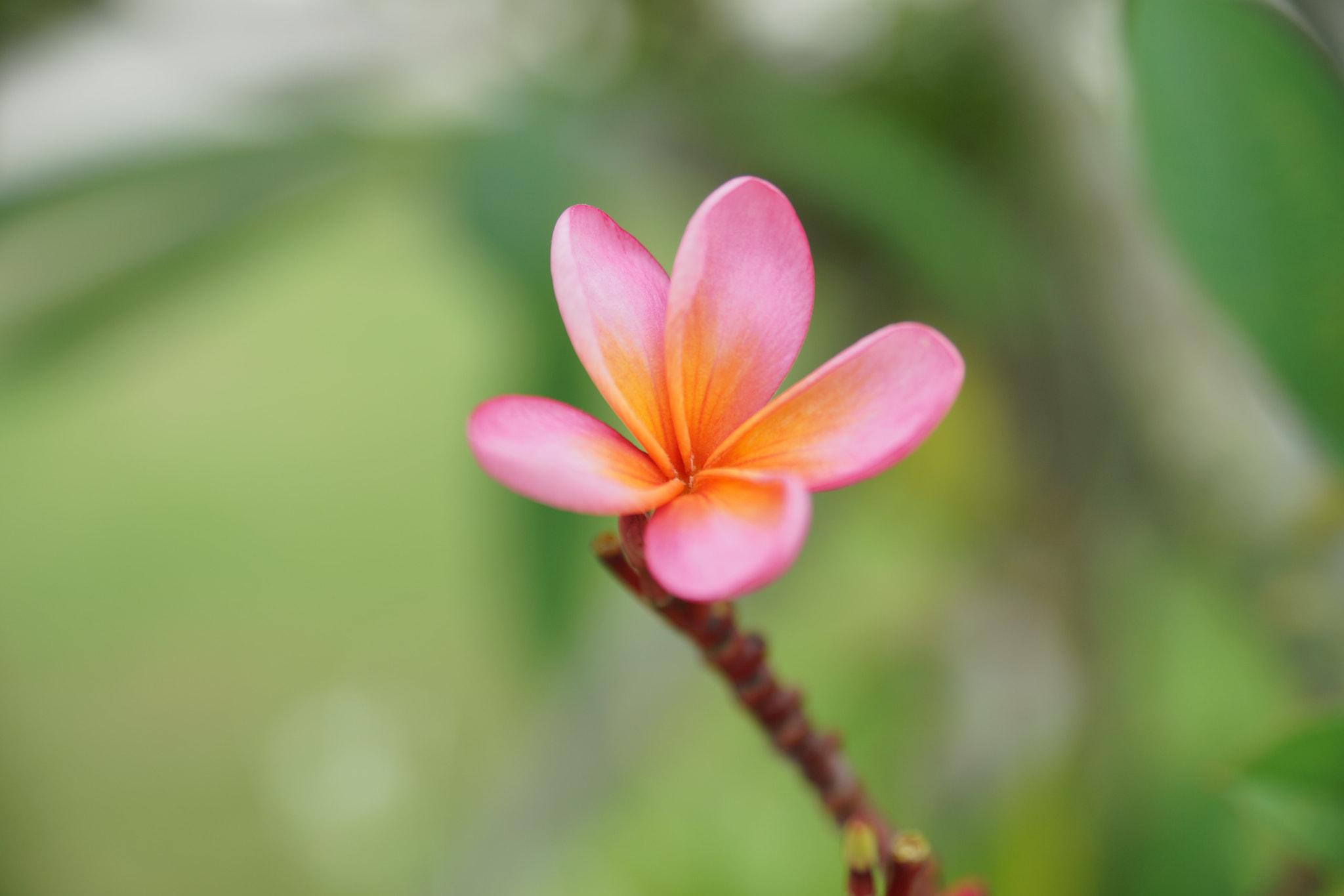 Sony a99 II + Sony 28-75mm F2.8 SAM sample photo. Bali flowers photography