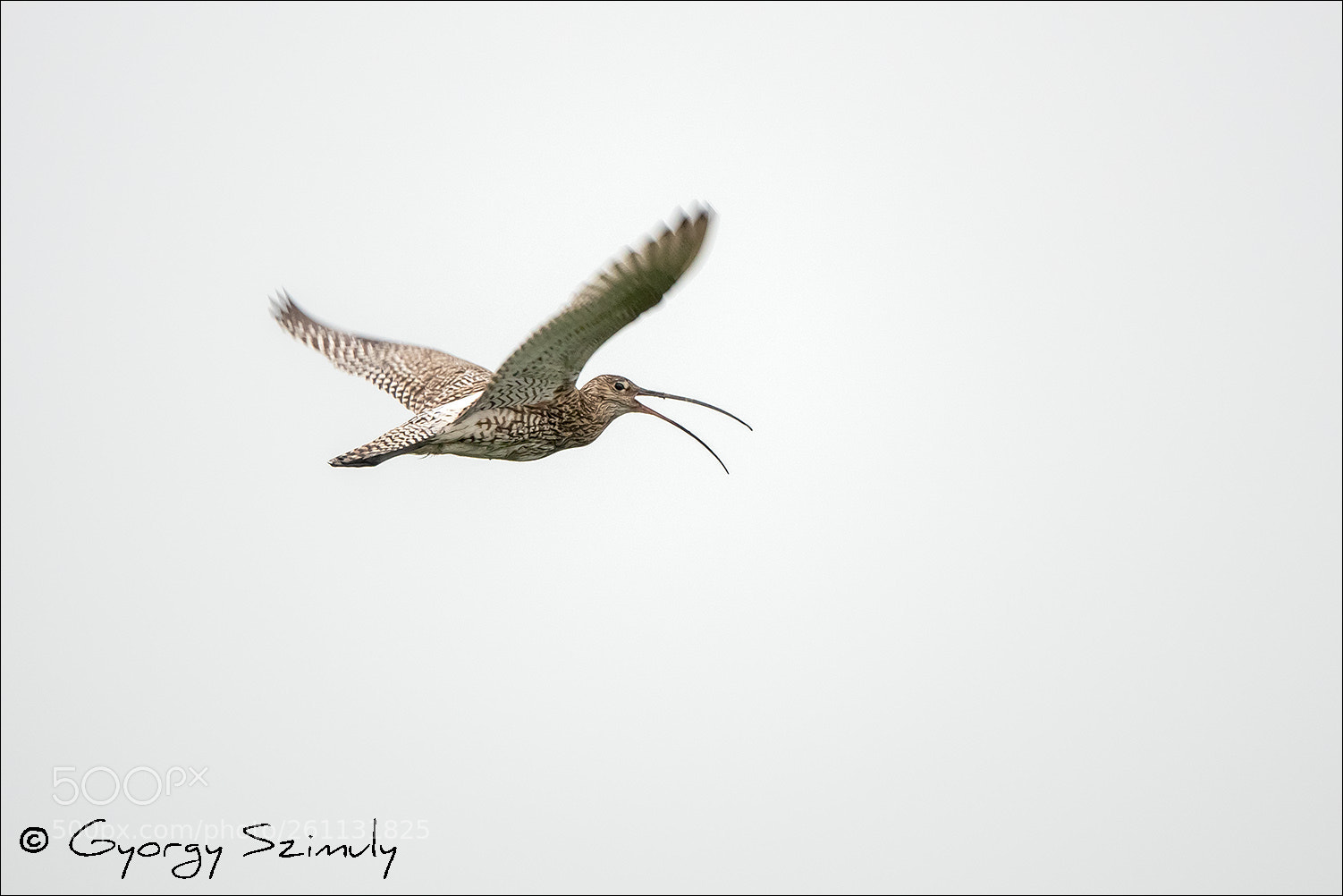 Sony Cyber-shot DSC-RX10 IV sample photo. Eurasian curlew numenius arquata photography