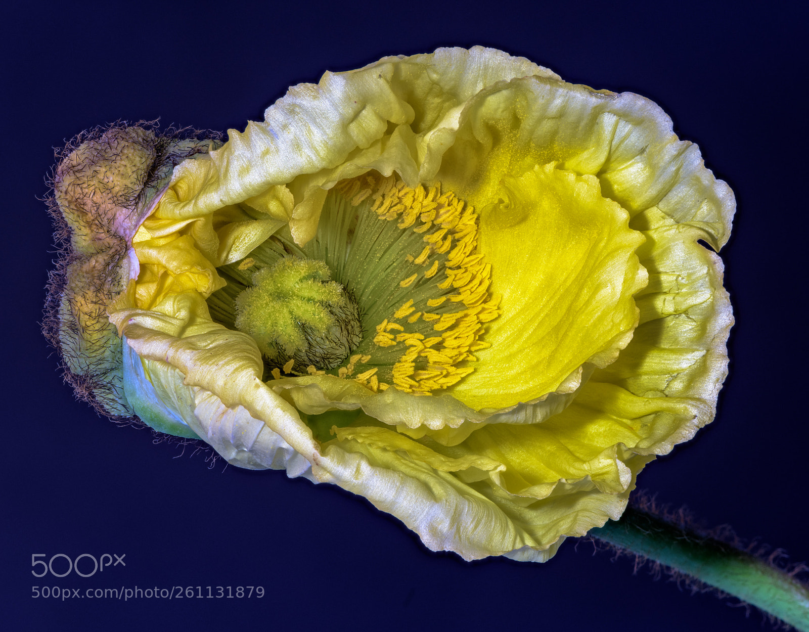 Nikon D810 sample photo. Yellow poppy photography