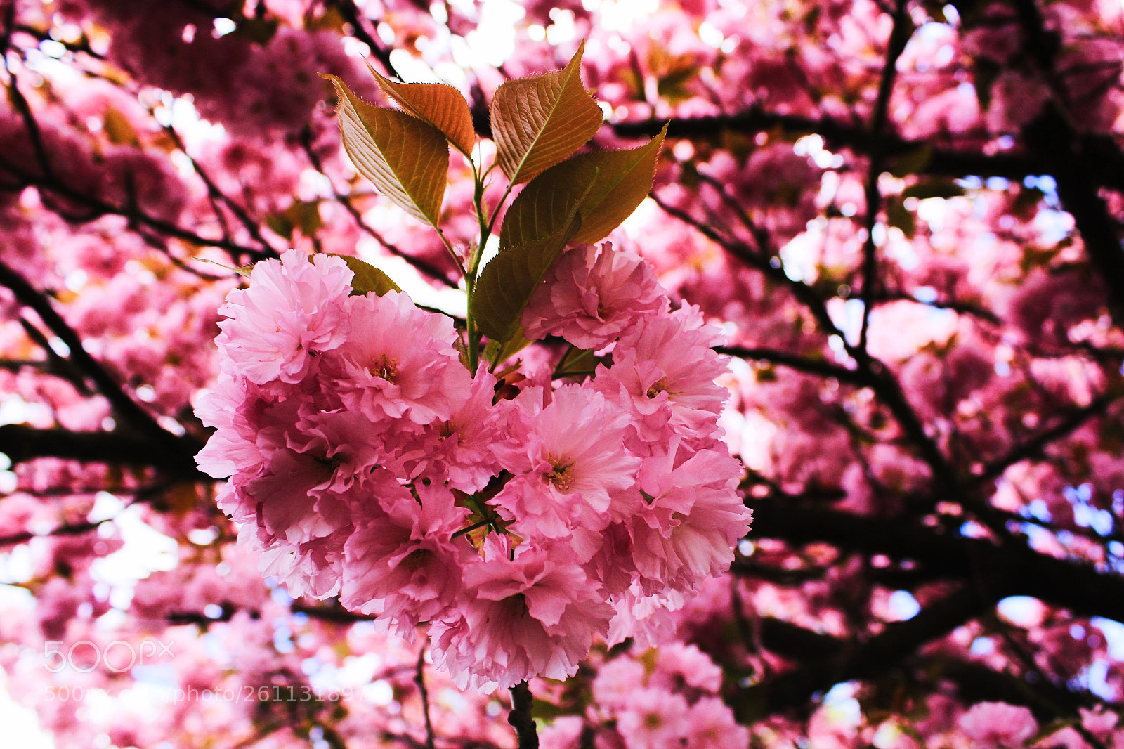 Canon EOS 1200D (EOS Rebel T5 / EOS Kiss X70 / EOS Hi) sample photo. The blossom of spring photography